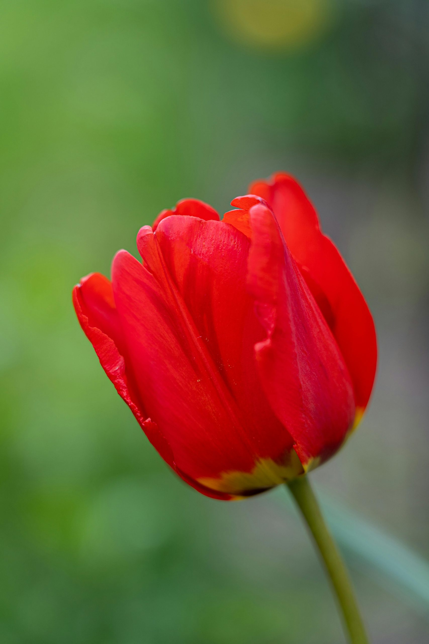 Hình nền hoa tulip 29