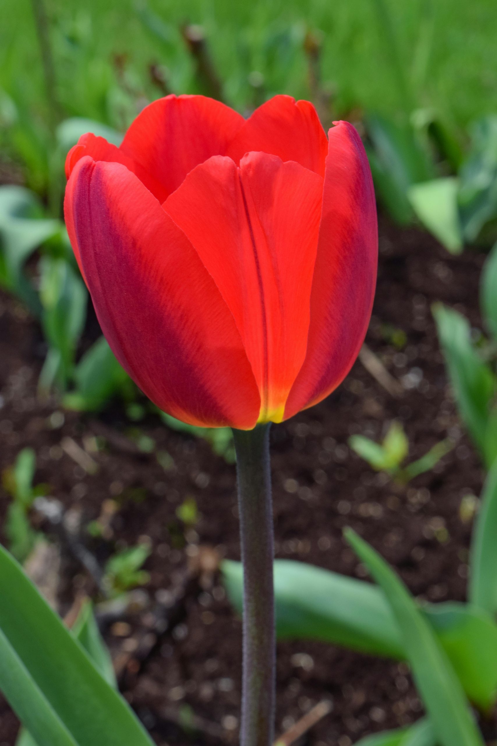 Hình nền hoa tulip 34