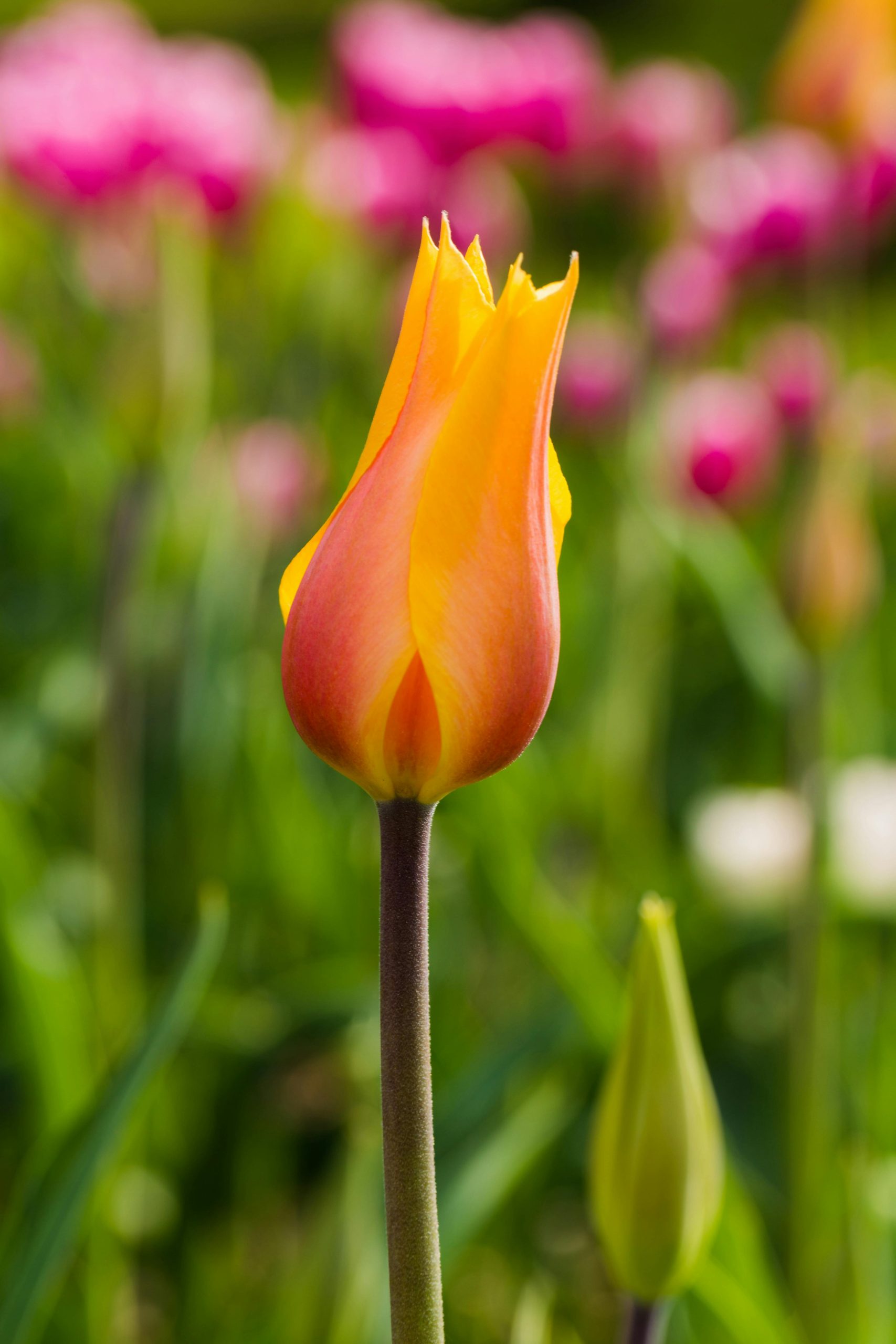 Hình nền hoa tulip 35