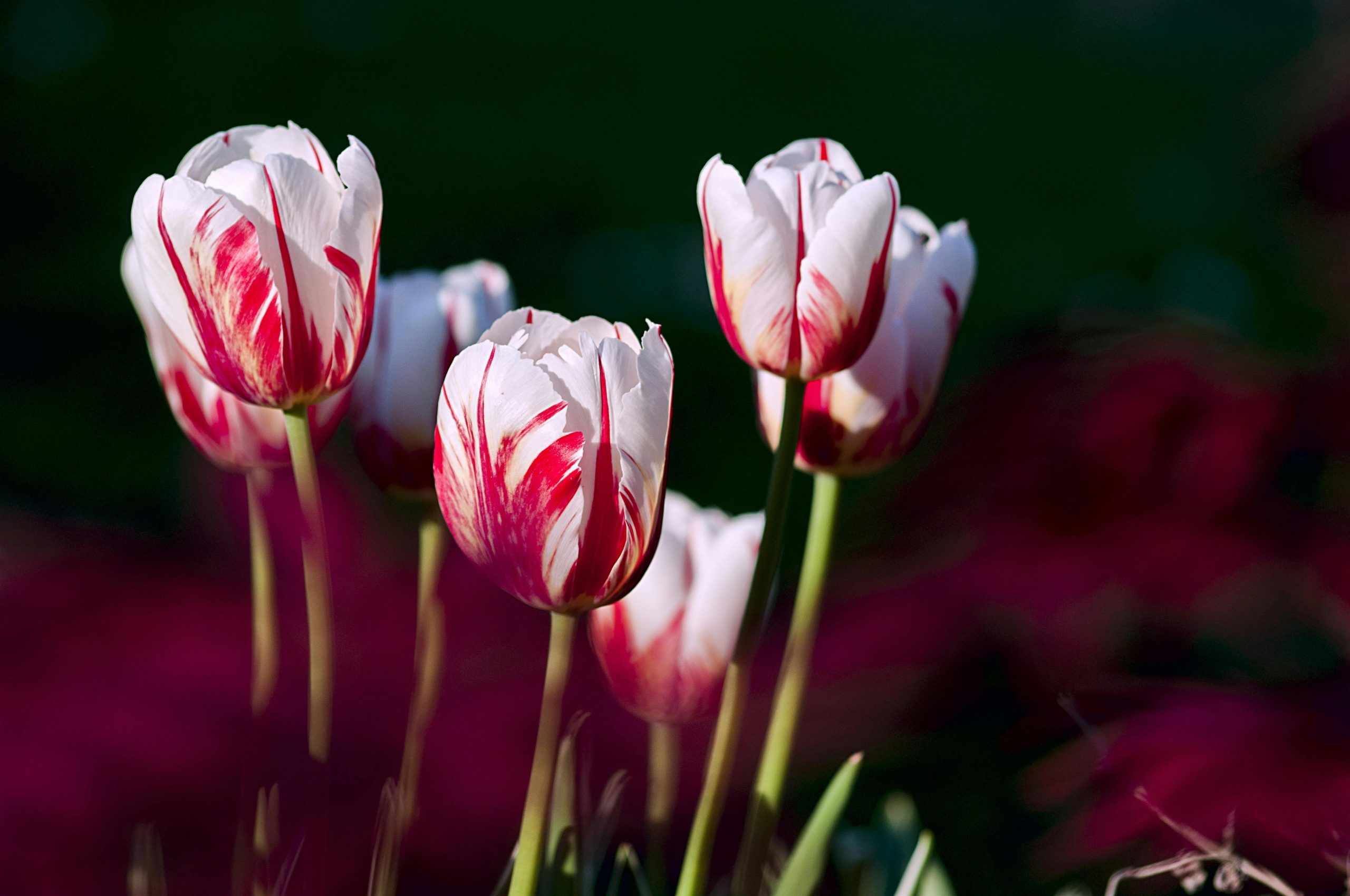 Hình nền hoa tulip 18