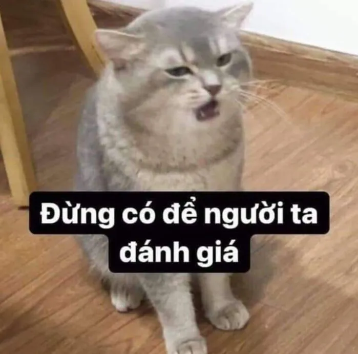 Meme mèo hài hước