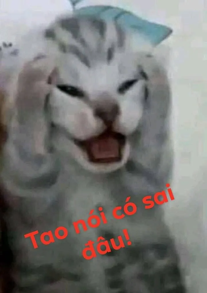 Meme mèo hài hước 2323