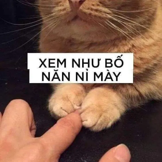 Meme mèo bựa 2