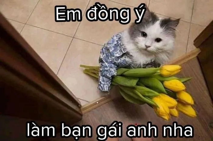 Meme mèo đáng yêu 21211