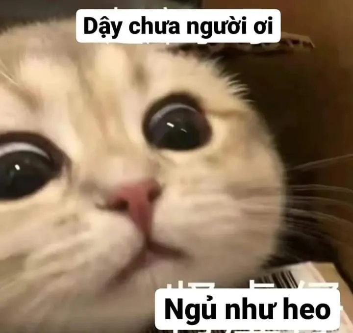 Meme mèo đáng yêu 665