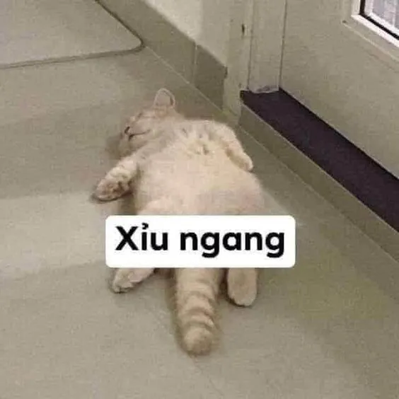 Meme mèo hài hước 30