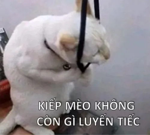 Meme mèo hài hước 2332