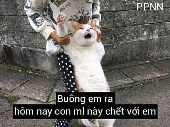 Meme mèo ngầu