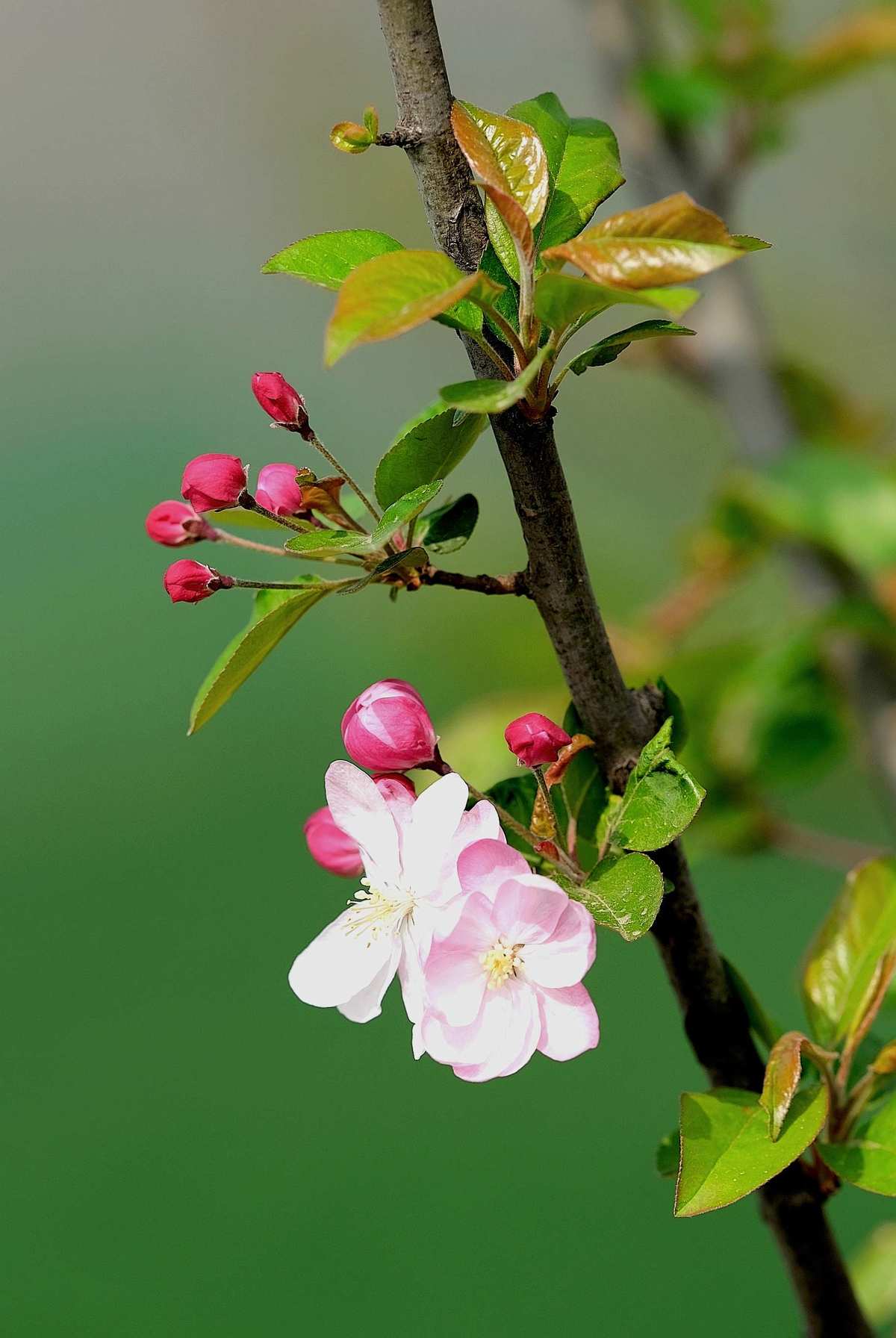 Hoa hải đường (hải đường nhật bản) : Nét đẹp thanh tao và ý nghĩa sâu sắc 6