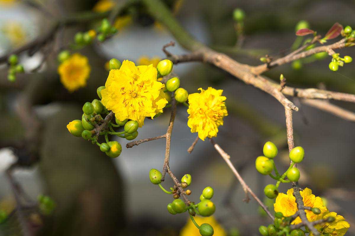 Vẻ đẹp của hoa mai vàng trong ngày Tết Nguyên Đán 18