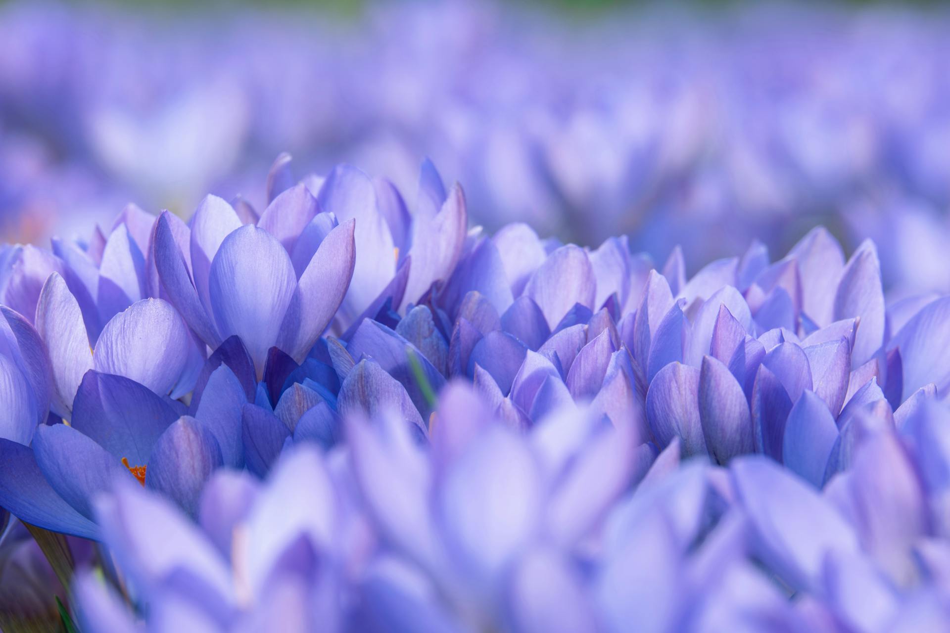 hoa nghệ tây crocuses