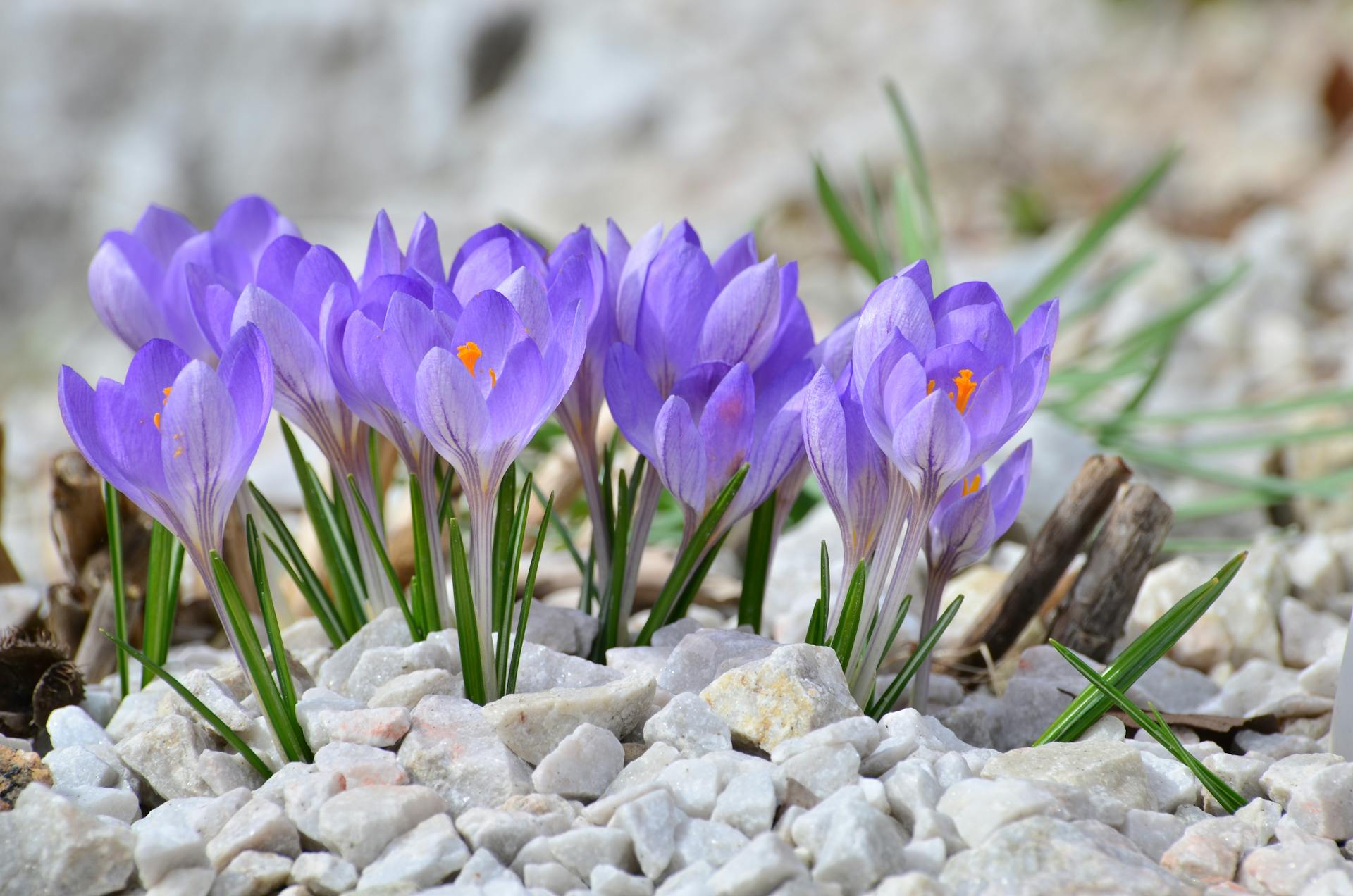 hoa nghệ tây crocuses 10