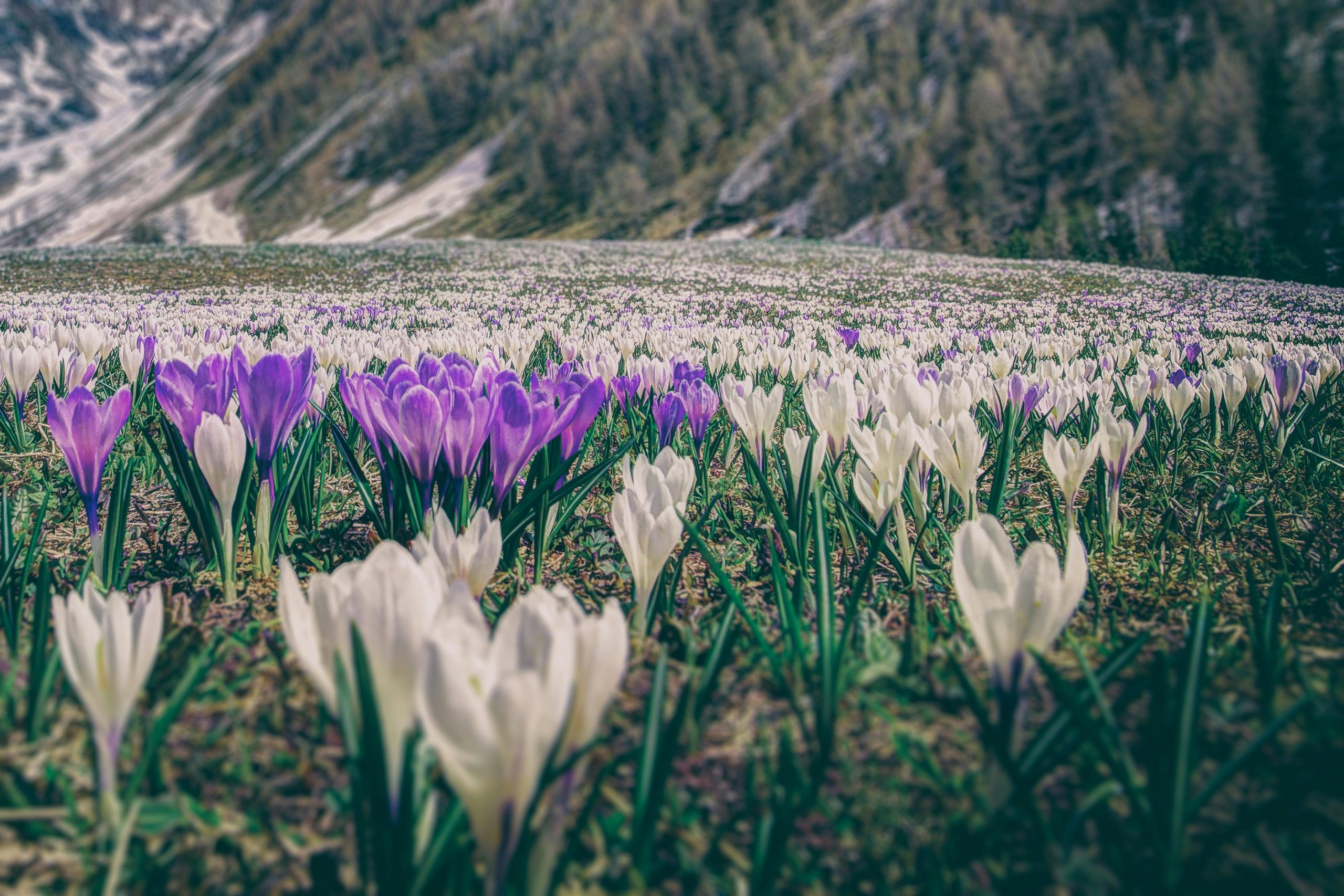 hoa nghệ tây crocuses 11