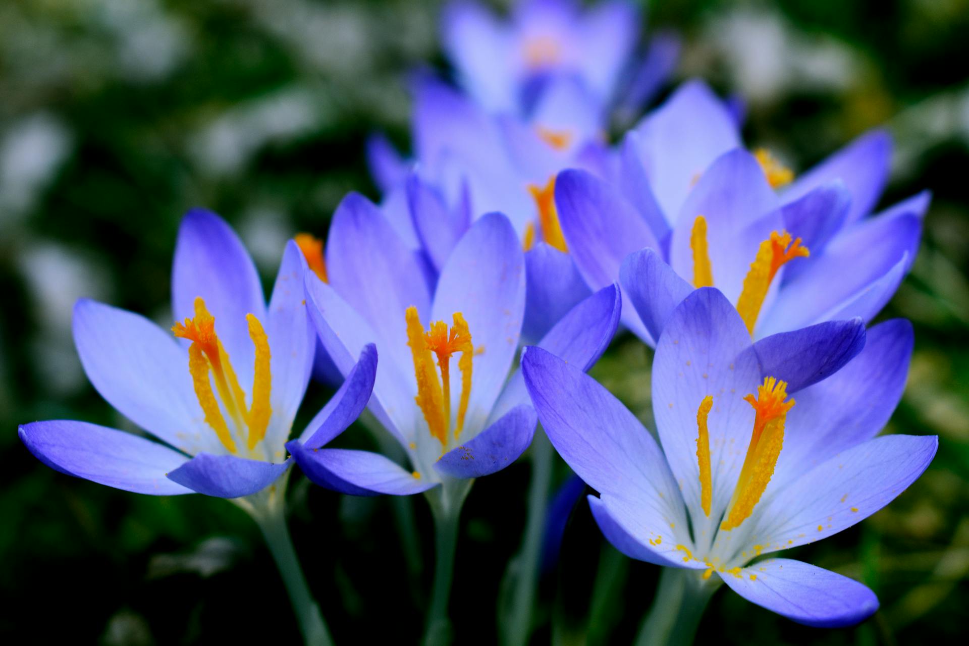 hoa nghệ tây crocuses 12