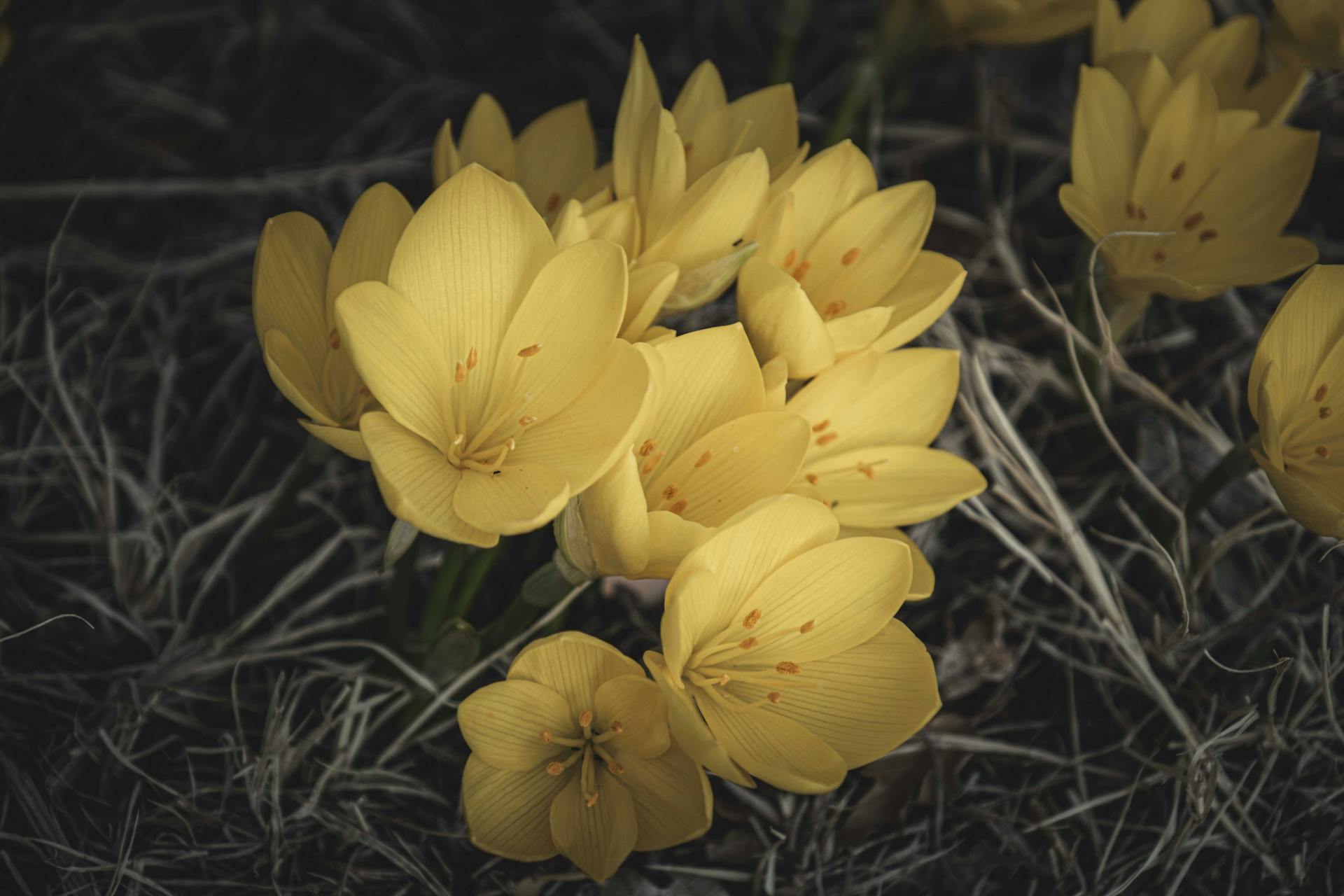 hoa nghệ tây crocuses 13