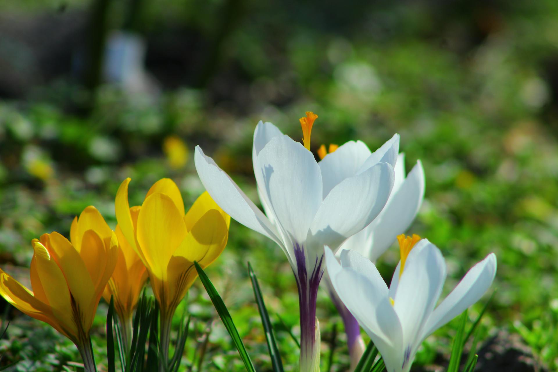 hoa nghệ tây crocuses 15