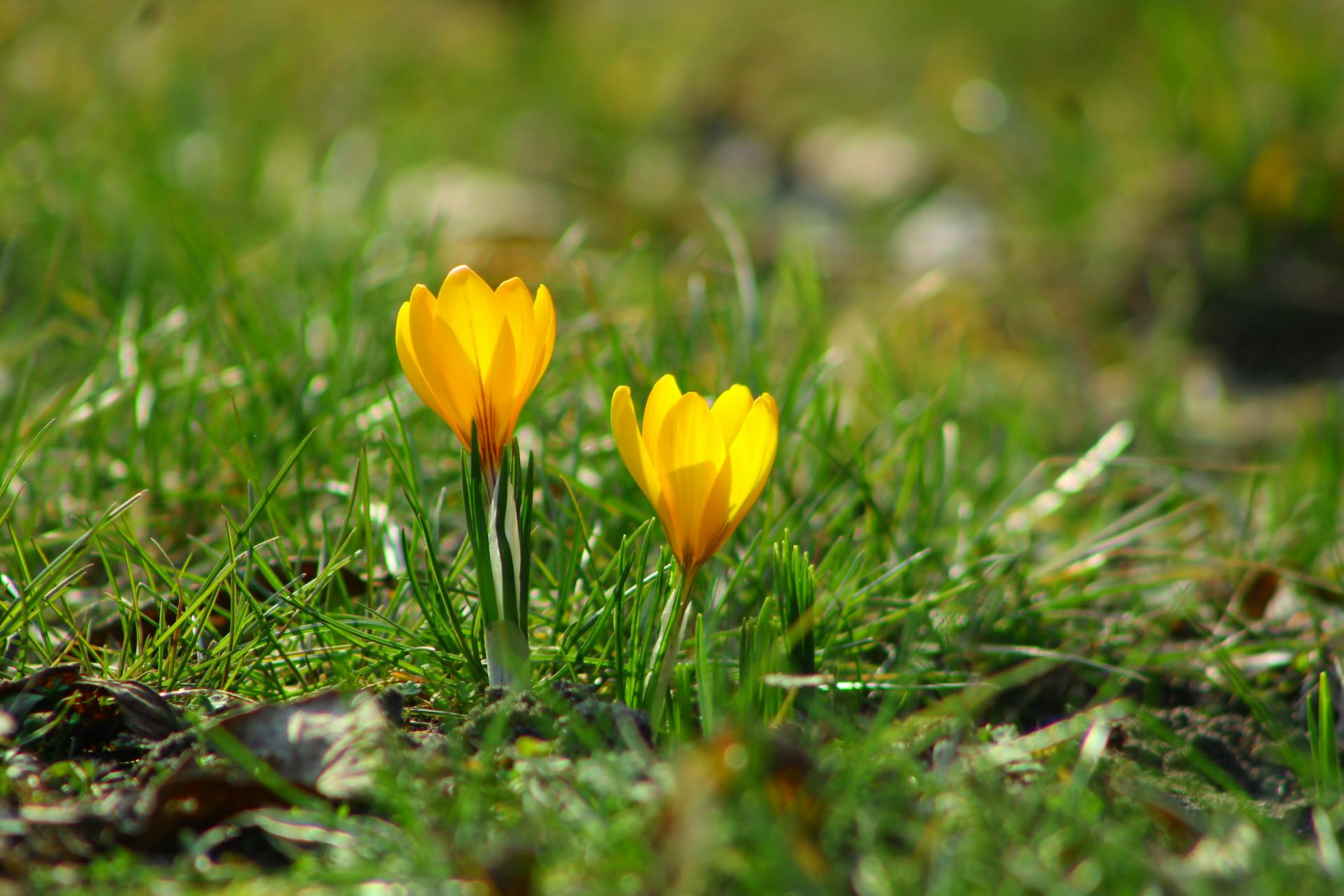 hoa nghệ tây crocuses 16