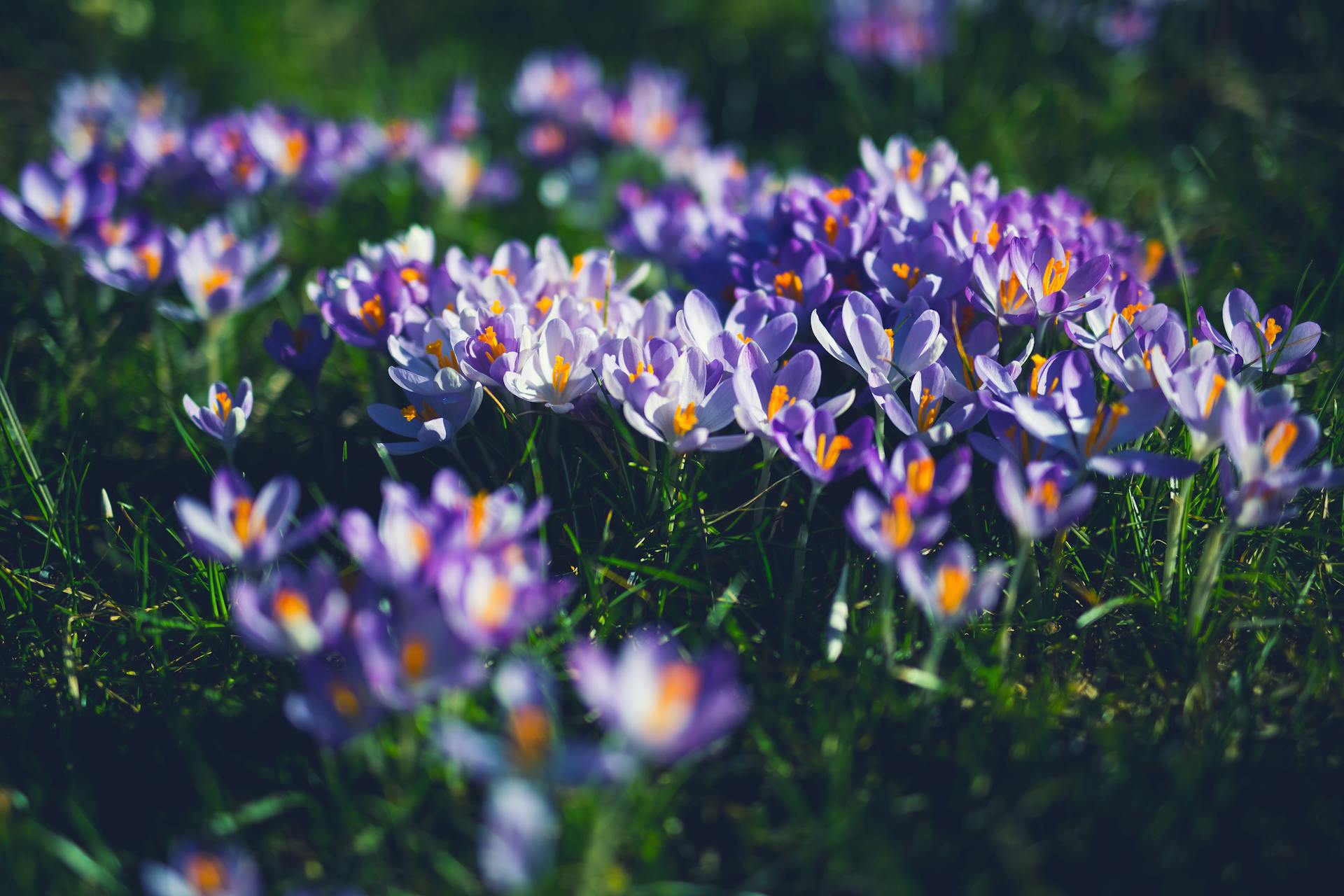 hoa nghệ tây crocuses 17