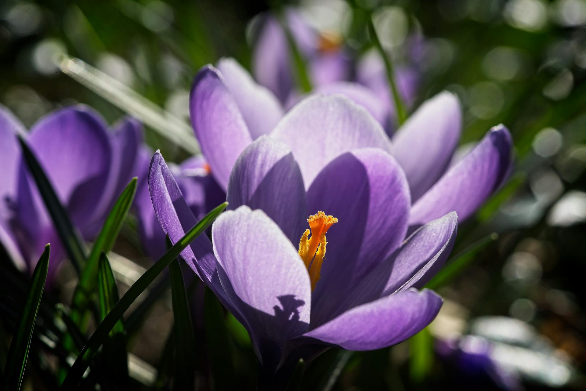 hoa nghệ tây crocuses 18