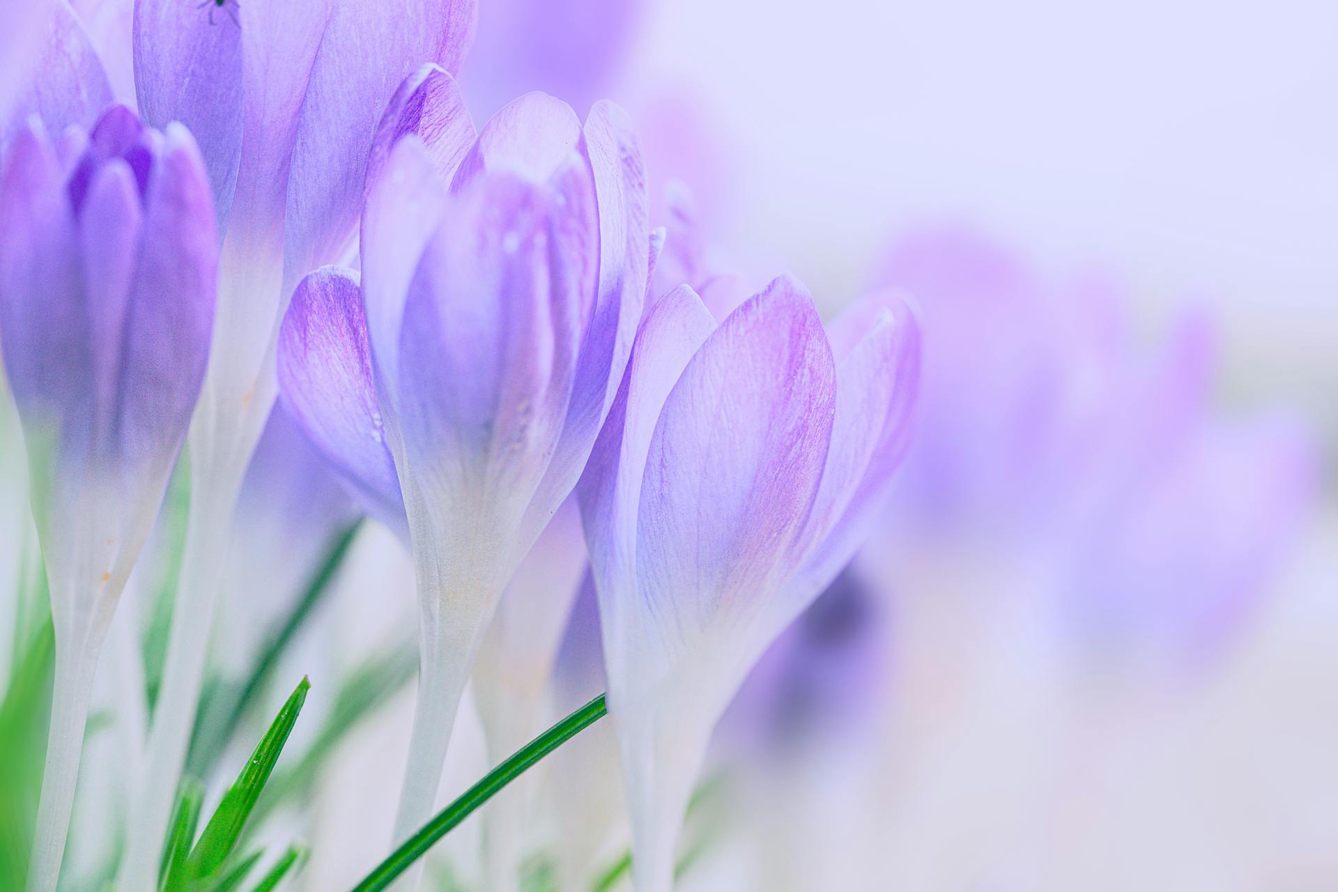 hoa nghệ tây crocuses 19