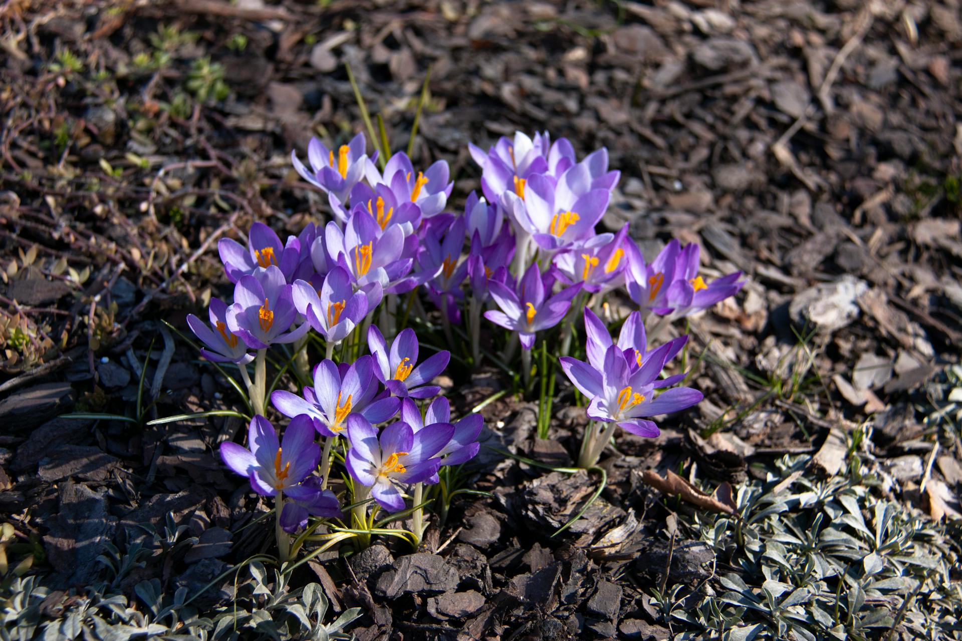 hoa nghệ tây crocuses 2