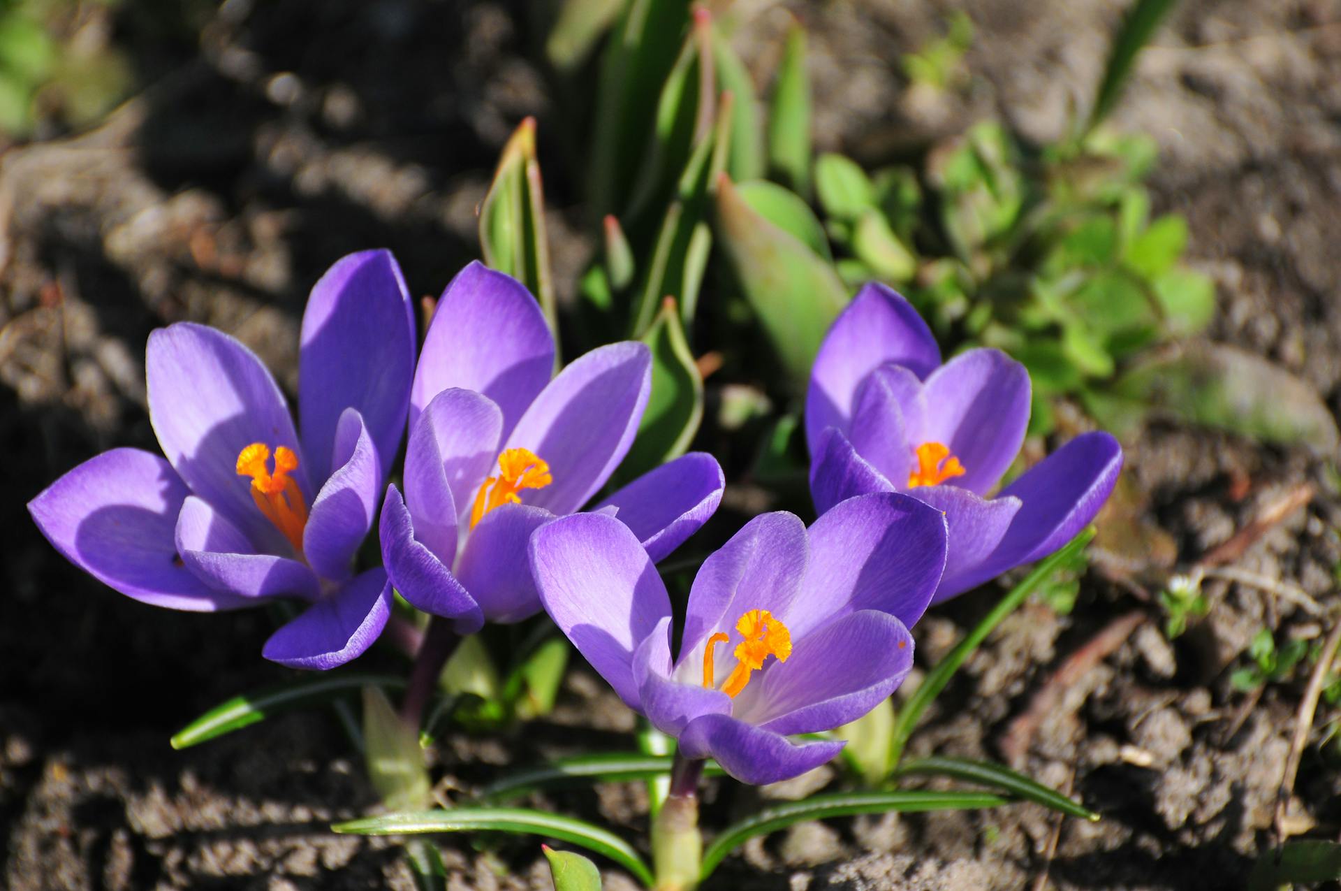 hoa nghệ tây crocuses 20