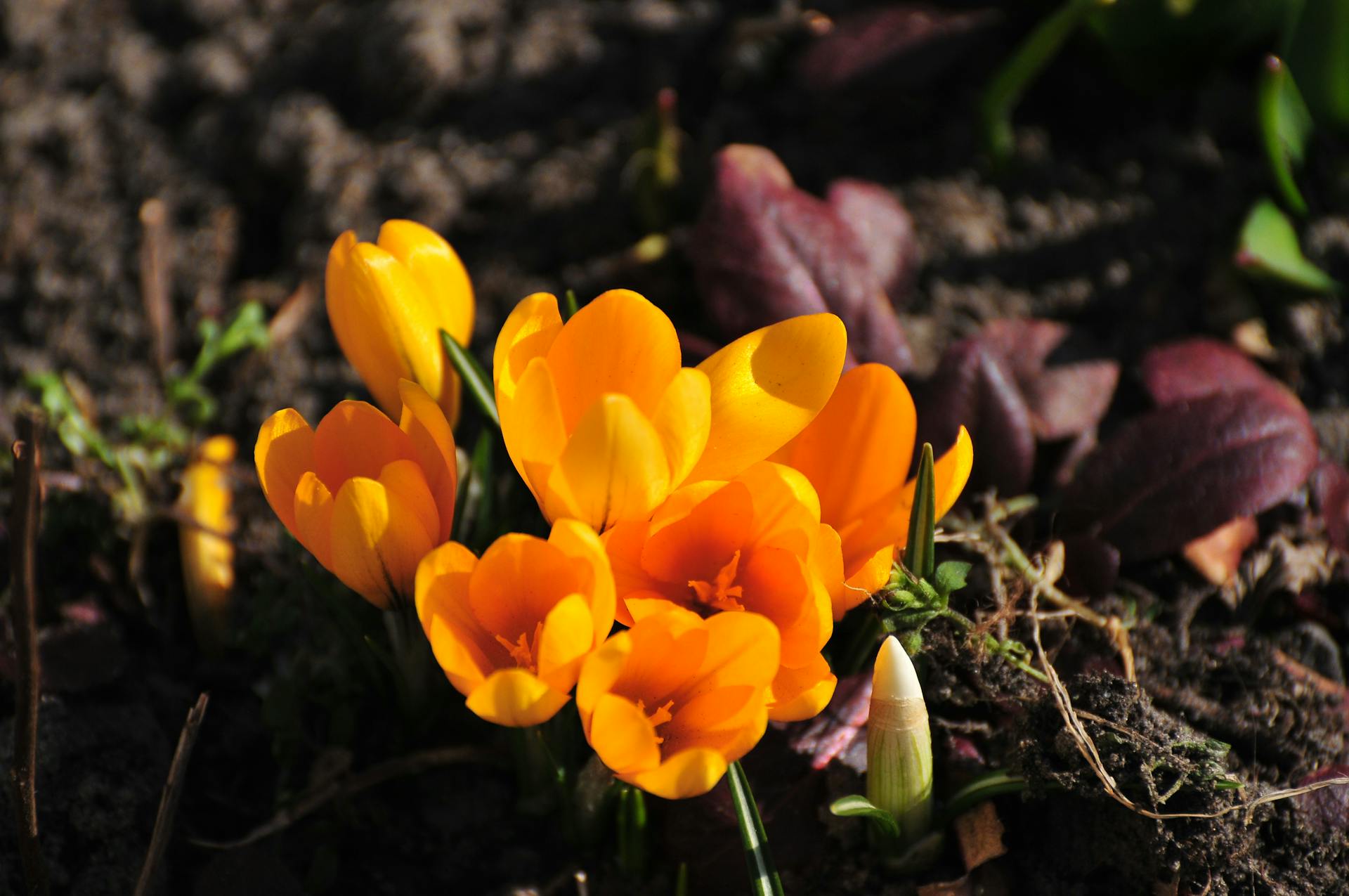 hoa nghệ tây crocuses 21