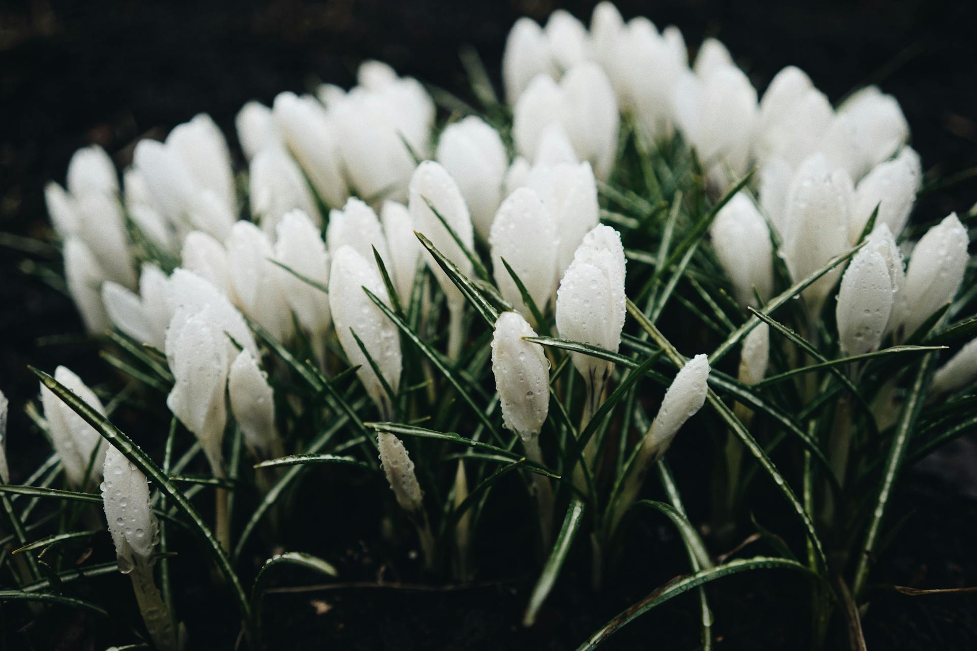 hoa nghệ tây crocuses 22