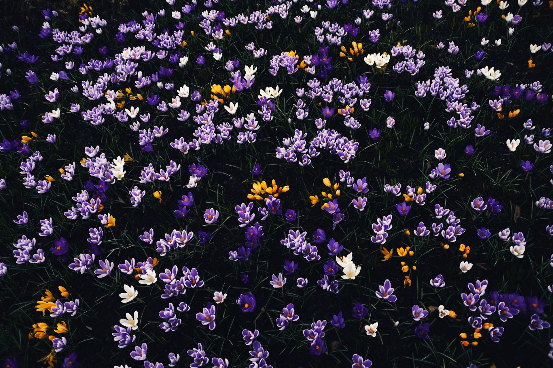 hoa nghệ tây crocuses 23