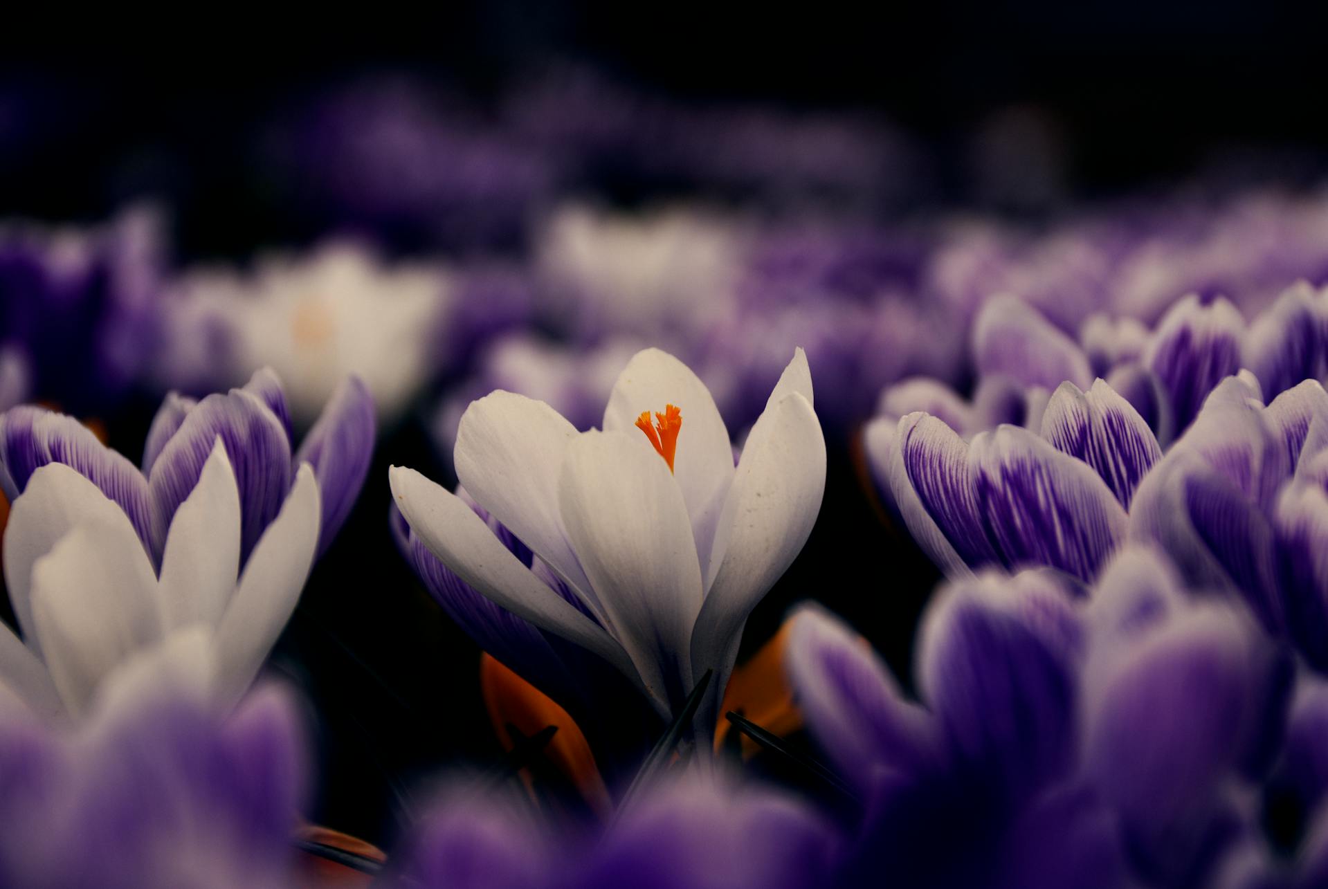 hoa nghệ tây crocuses 24