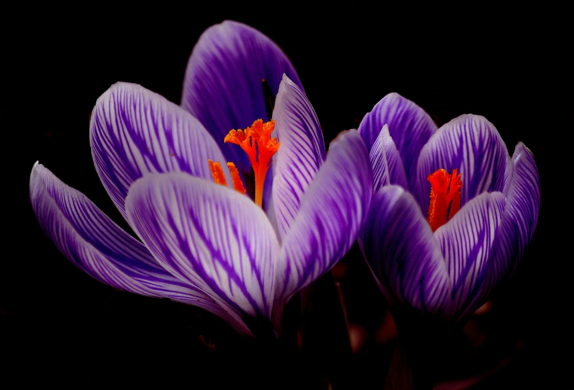 hoa nghệ tây crocuses 25