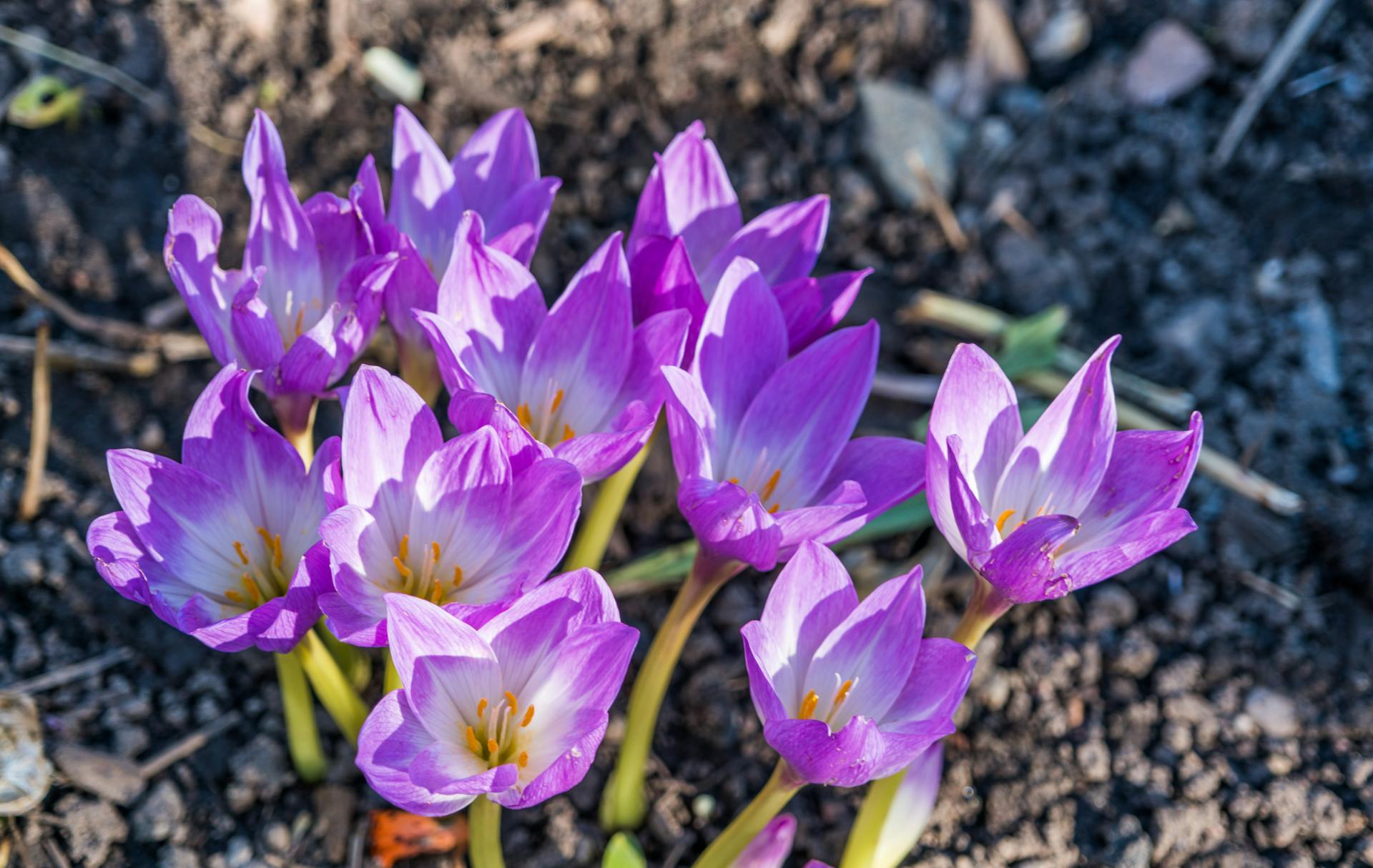 hoa nghệ tây crocuses 26