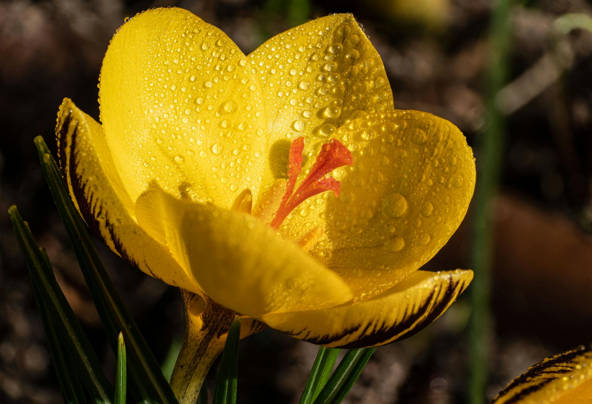 hoa nghệ tây crocuses 28