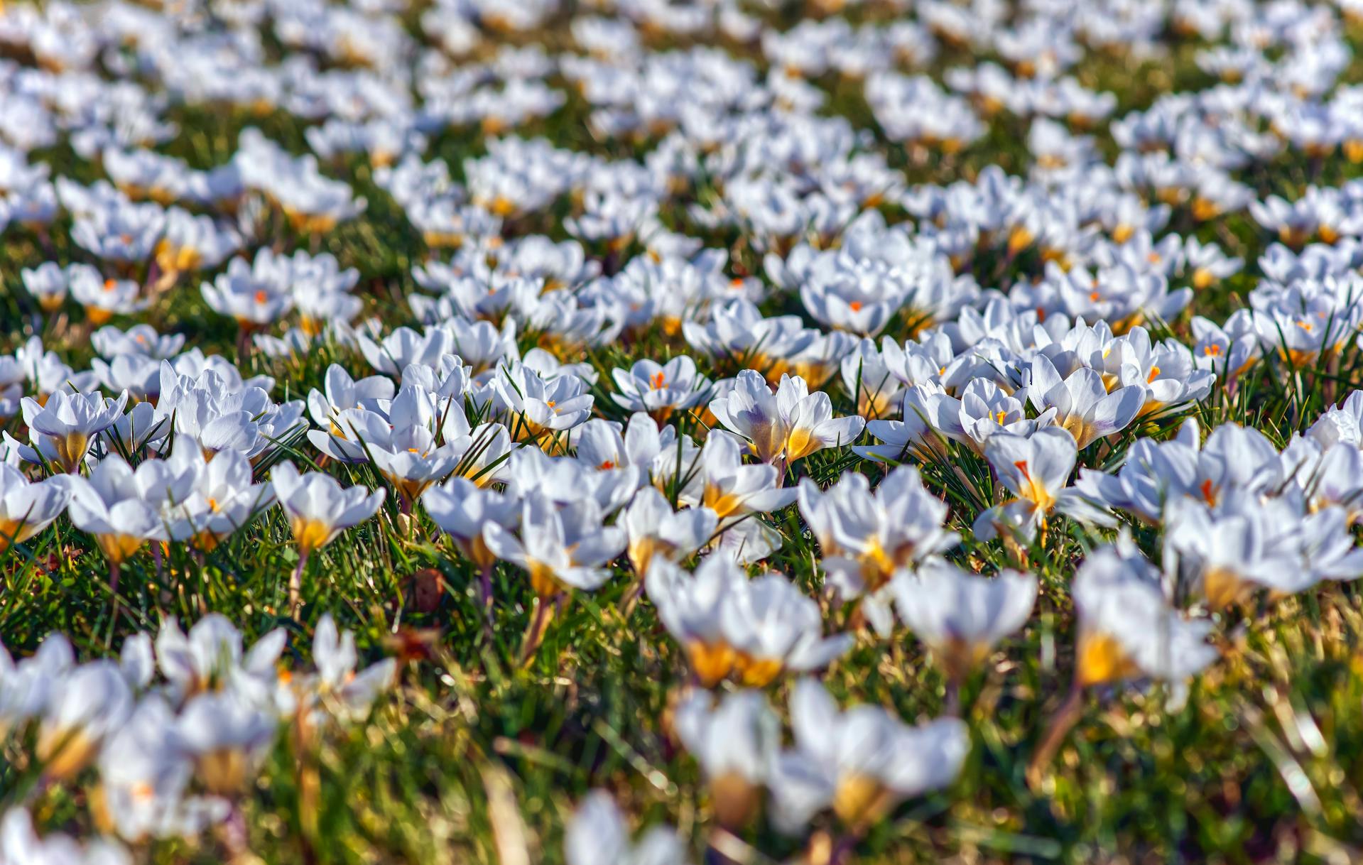 hoa nghệ tây crocuses 29