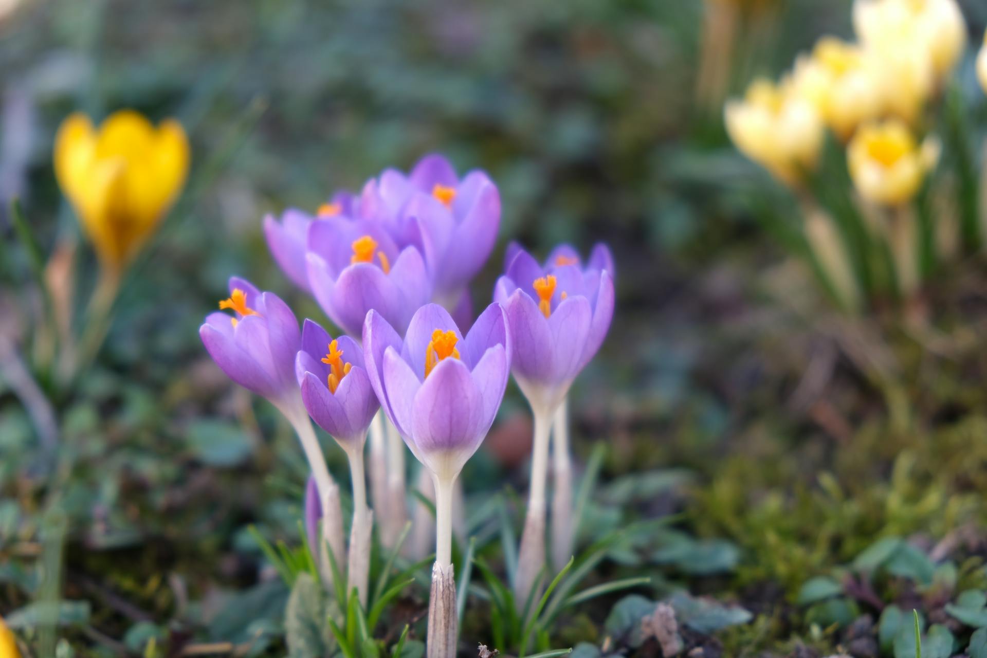 hoa nghệ tây crocuses 3