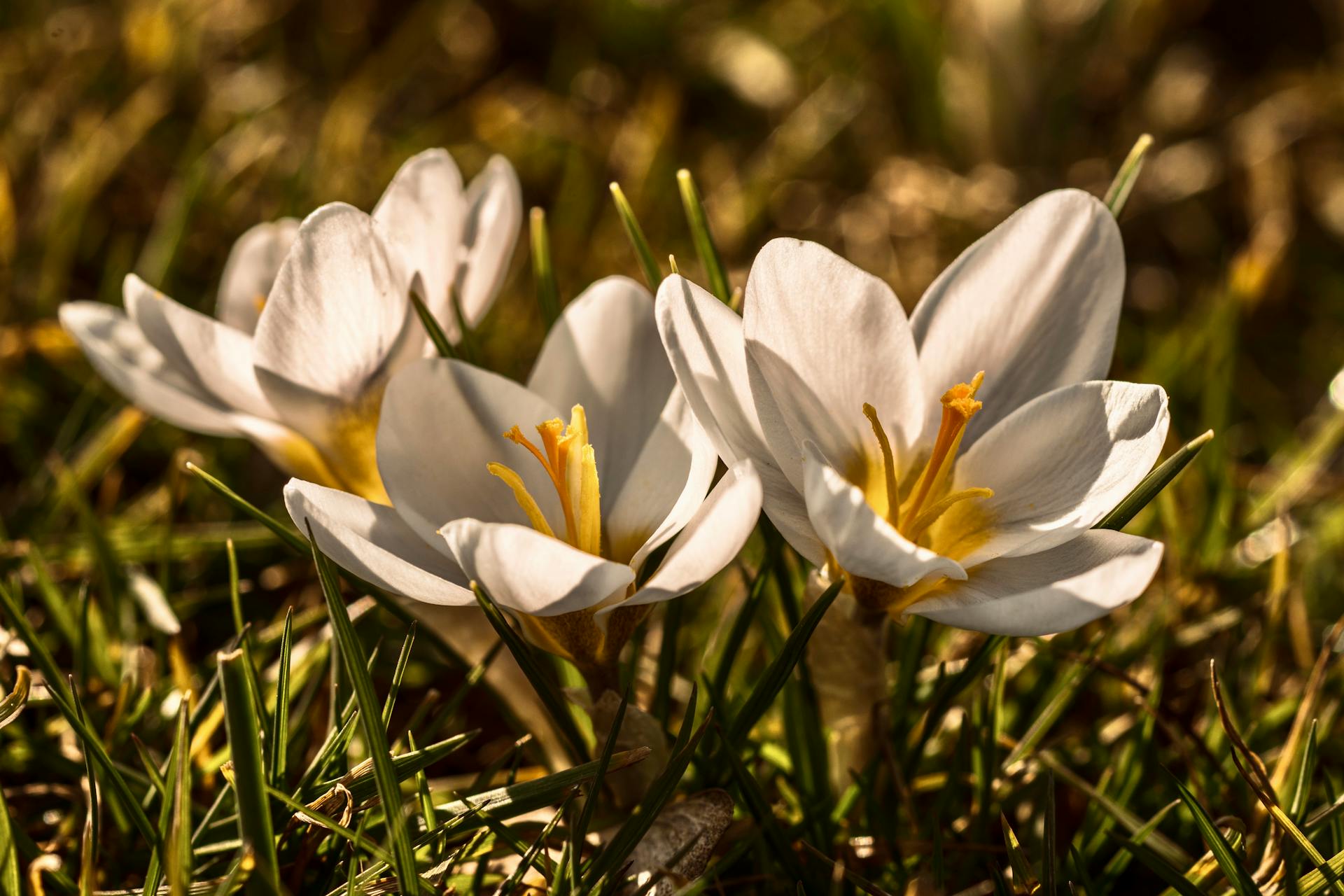 hoa nghệ tây crocuses 30