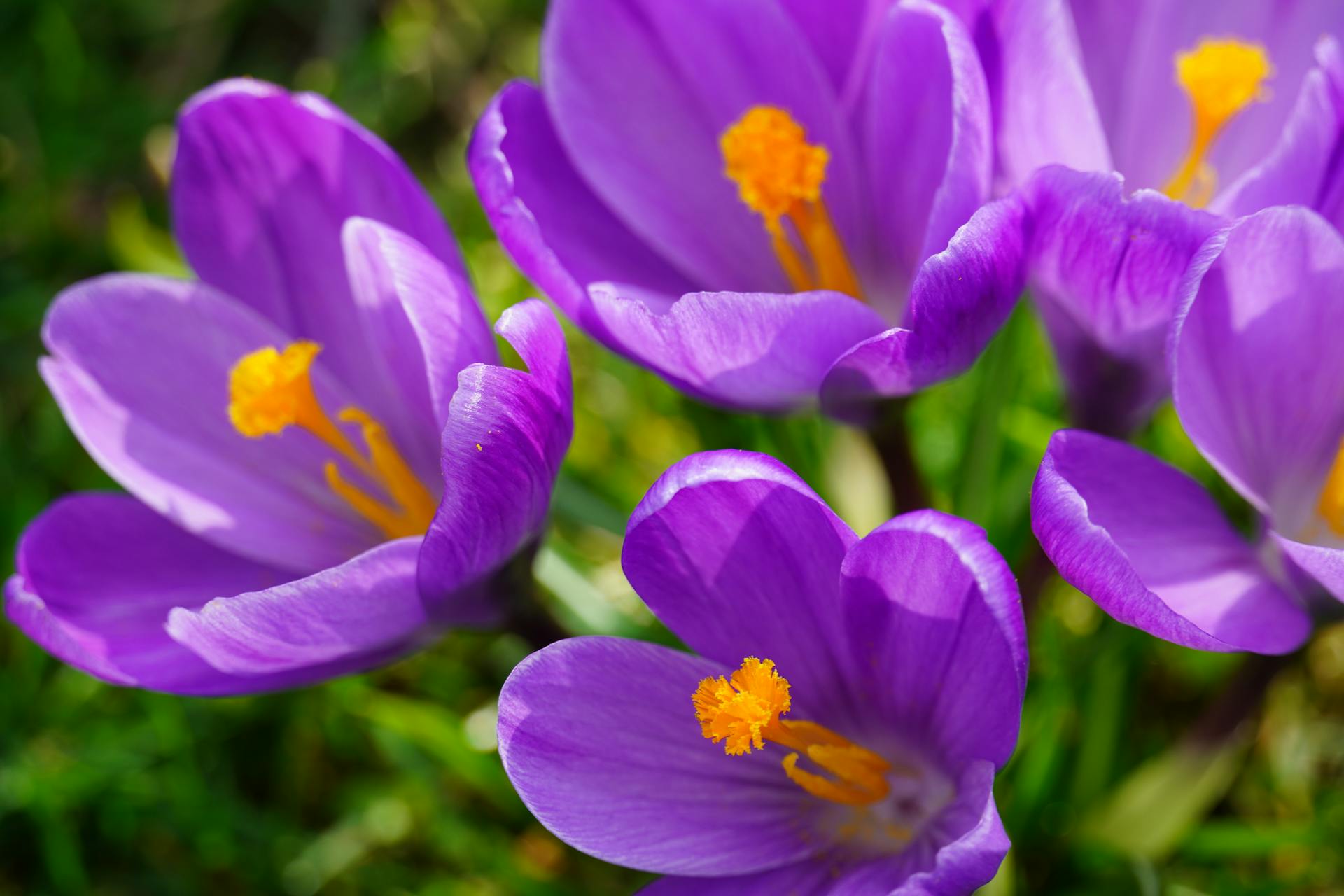 hoa nghệ tây crocuses 31