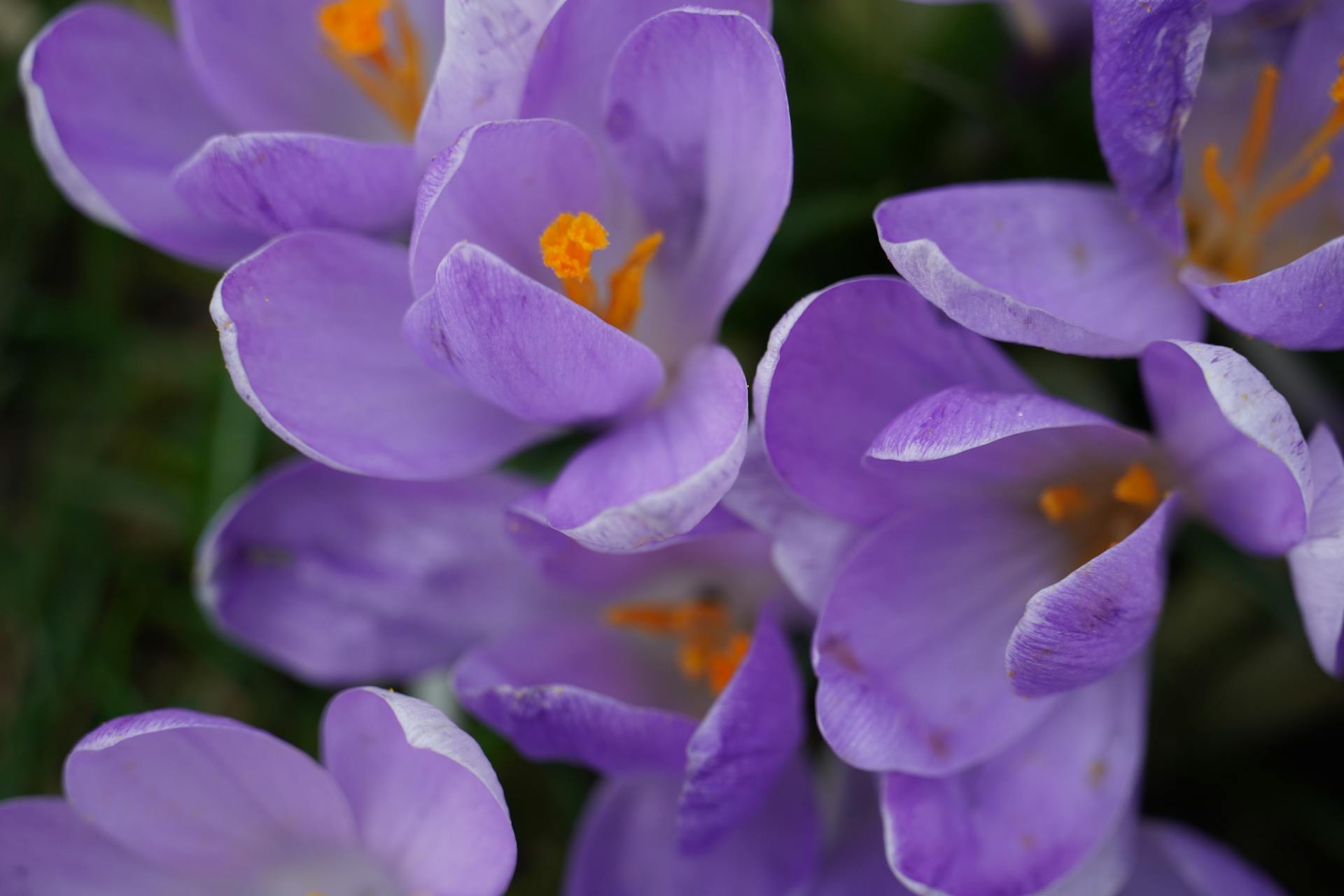 hoa nghệ tây crocuses 32