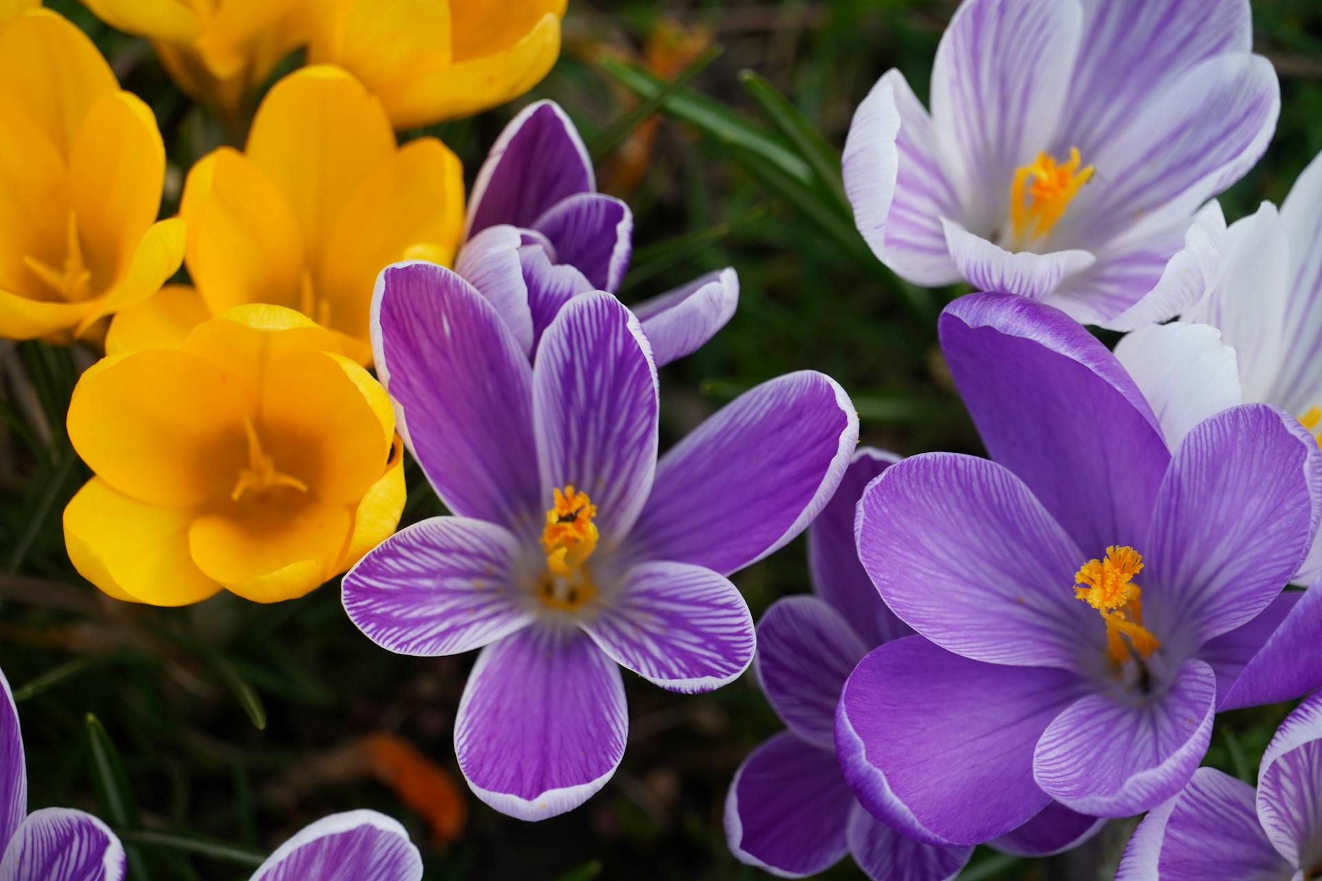 hoa nghệ tây crocuses 33