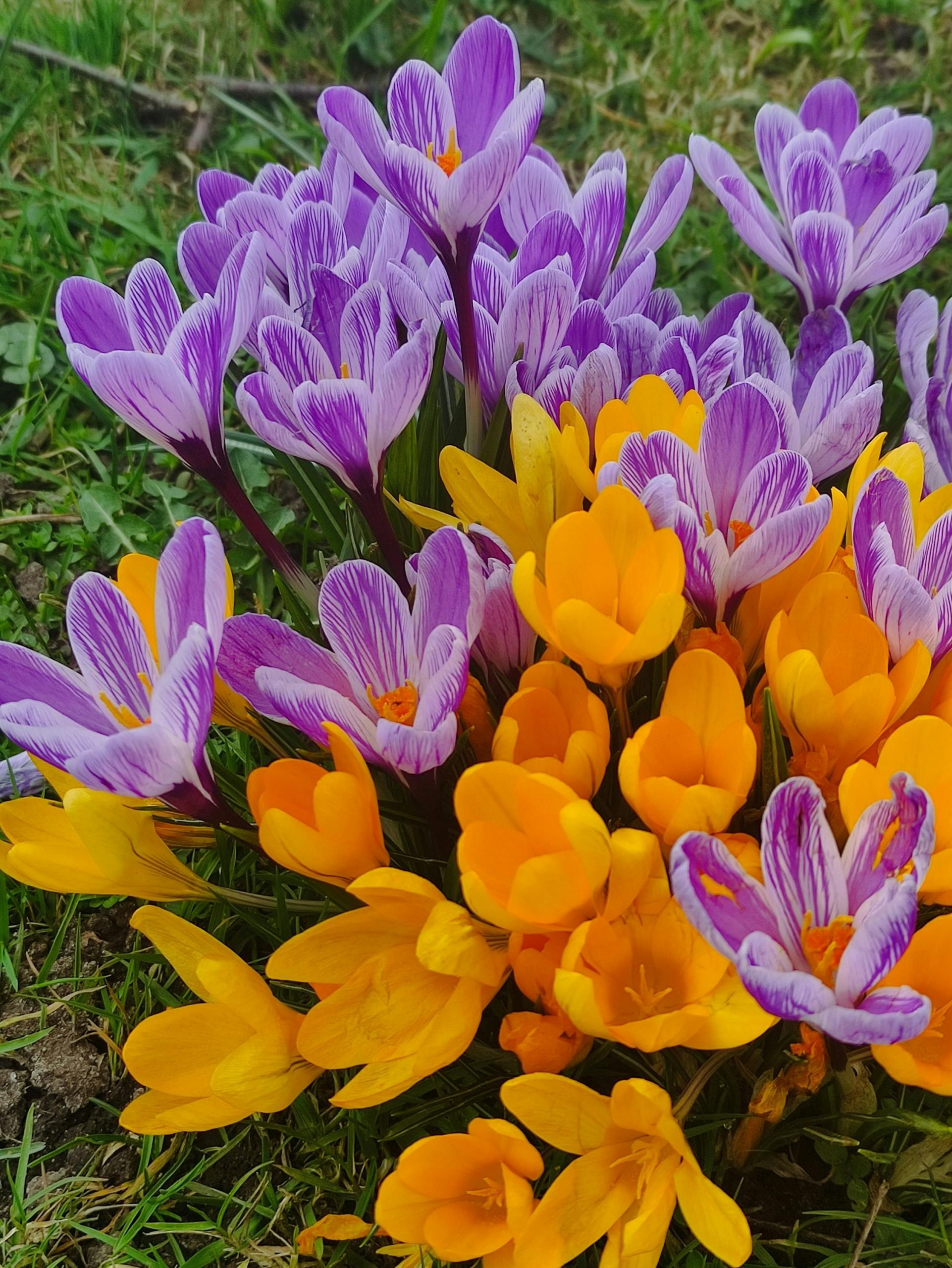 hoa nghệ tây crocuses 34