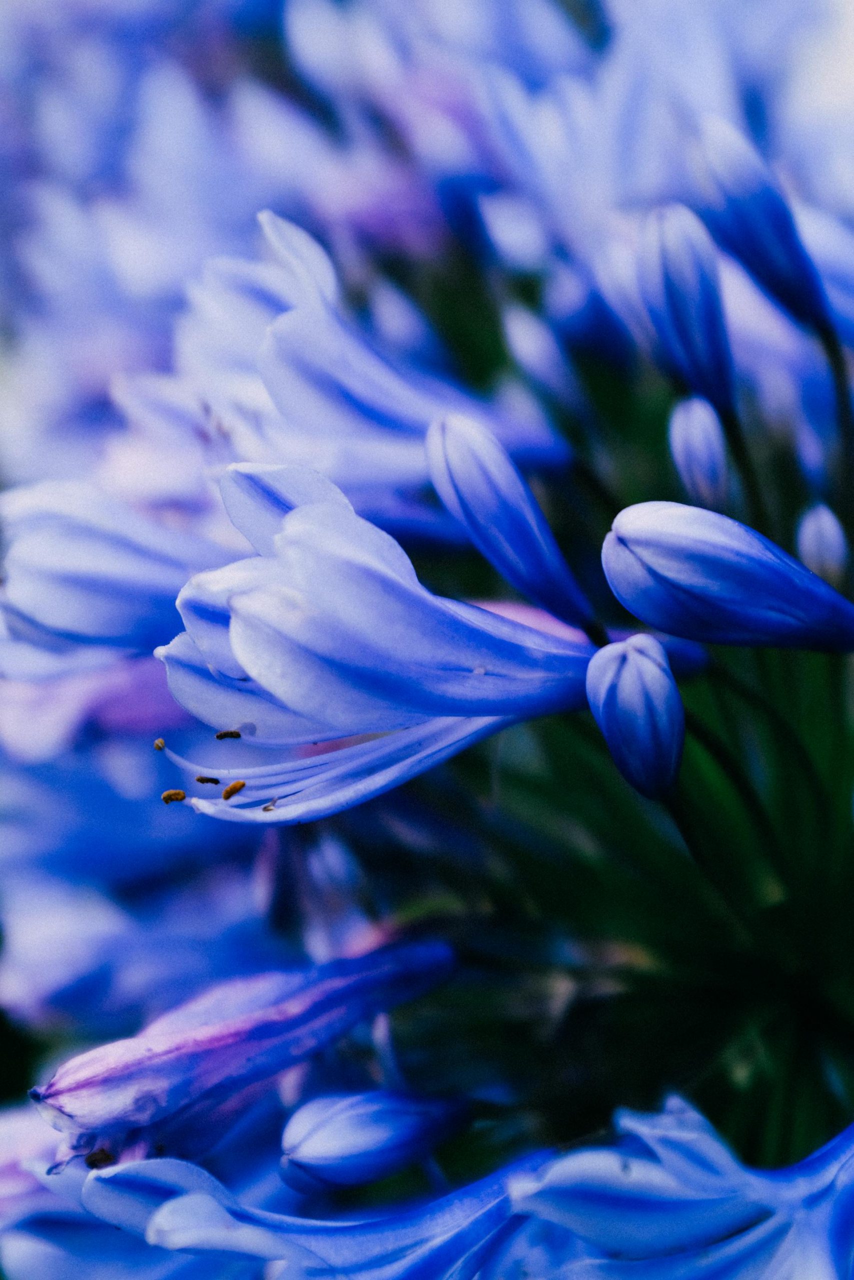 hoa nghệ tây crocuses 35