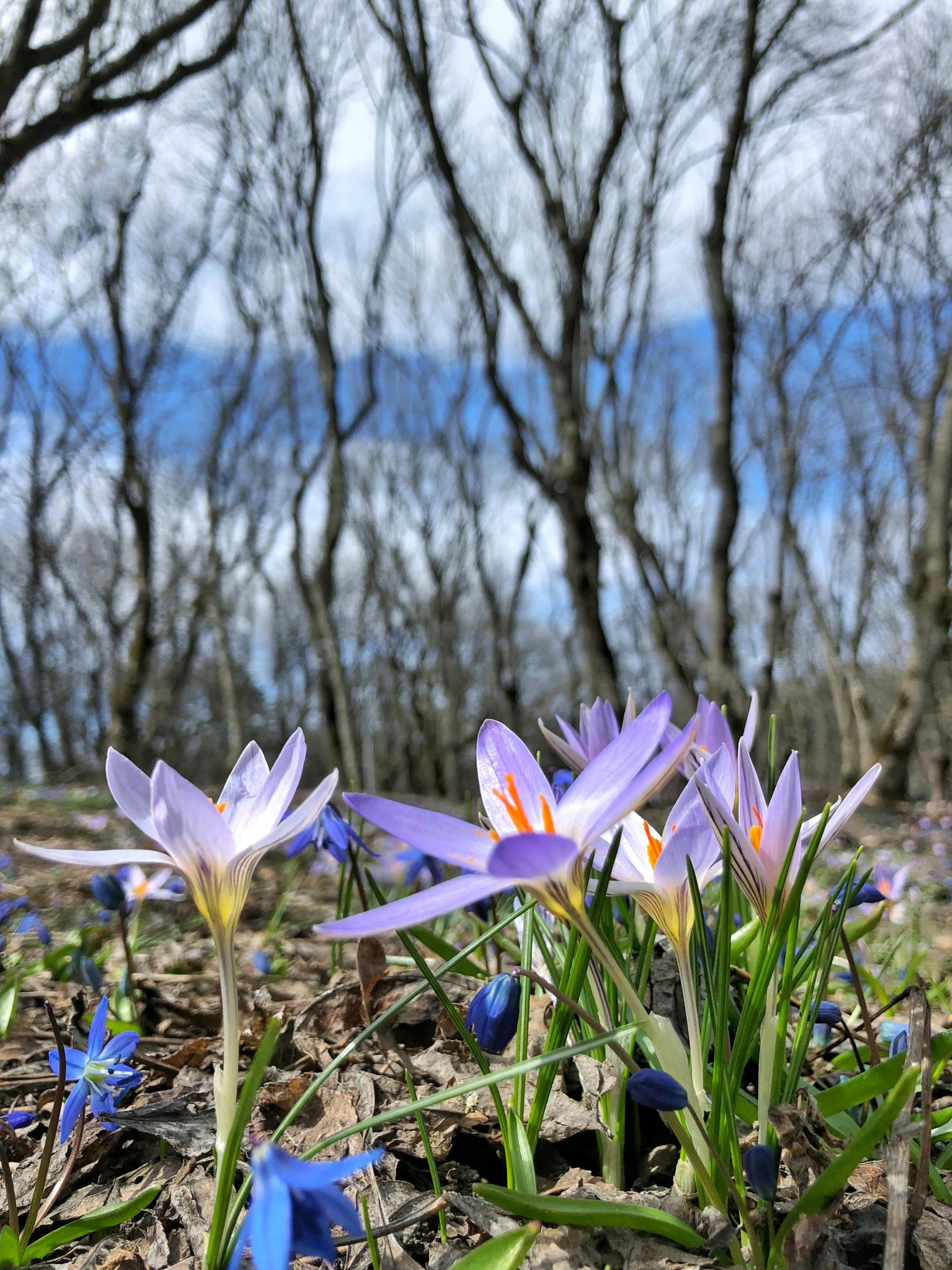 hoa nghệ tây crocuses 36