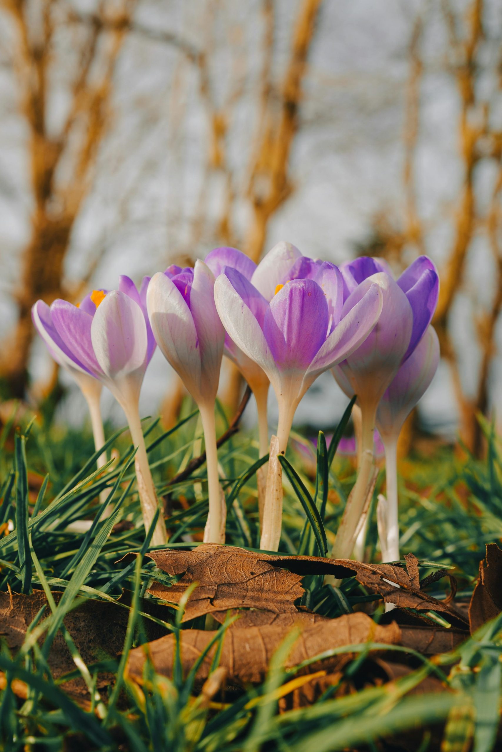 hoa nghệ tây crocuses 37