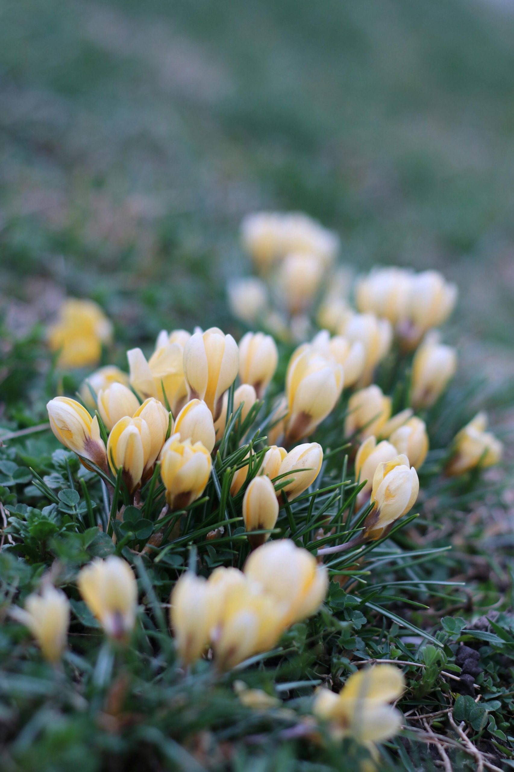 hoa nghệ tây crocuses 38