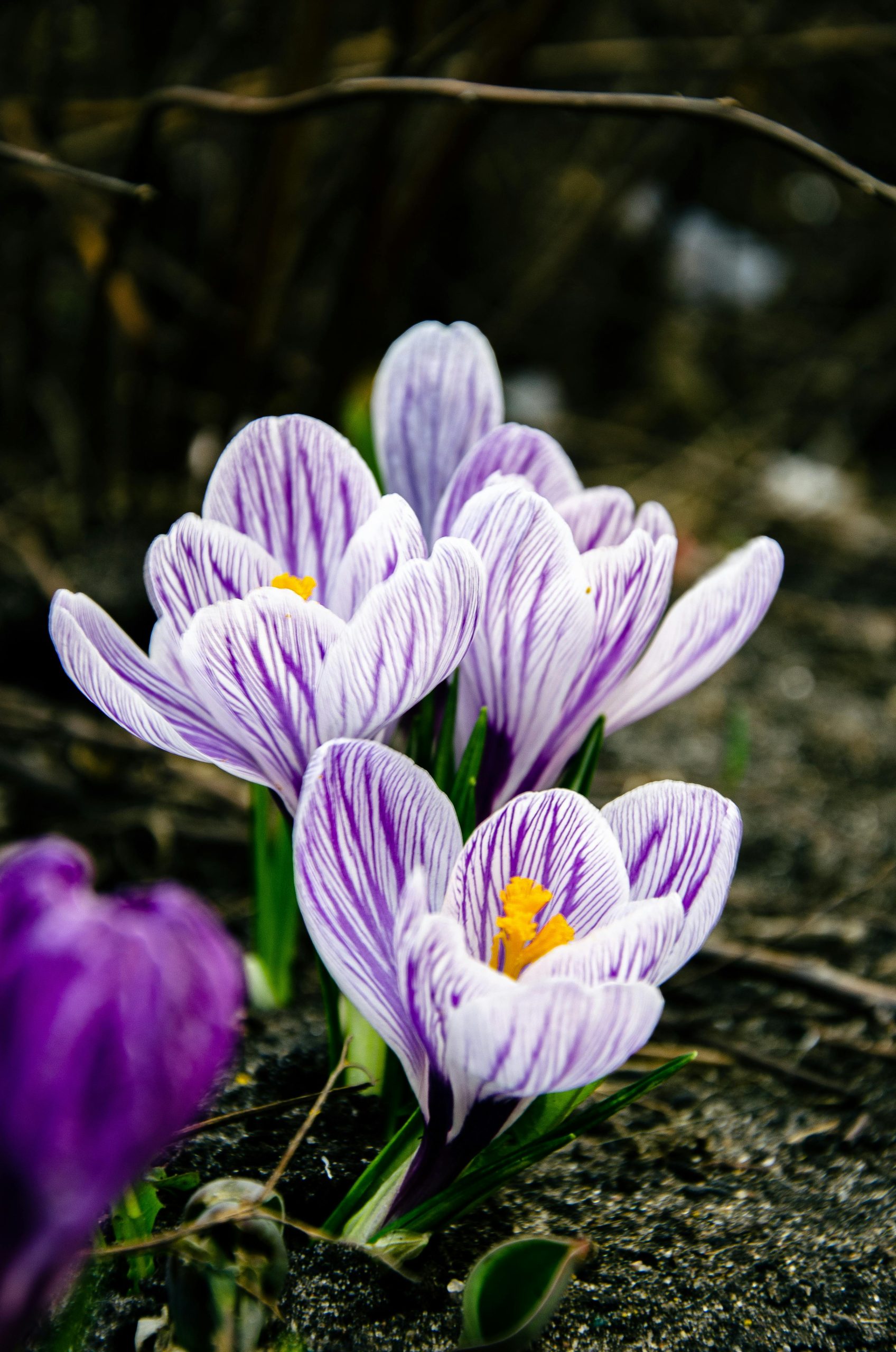 hoa nghệ tây crocuses 39