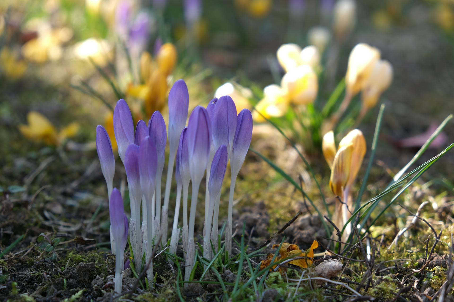 hoa nghệ tây crocuses 4