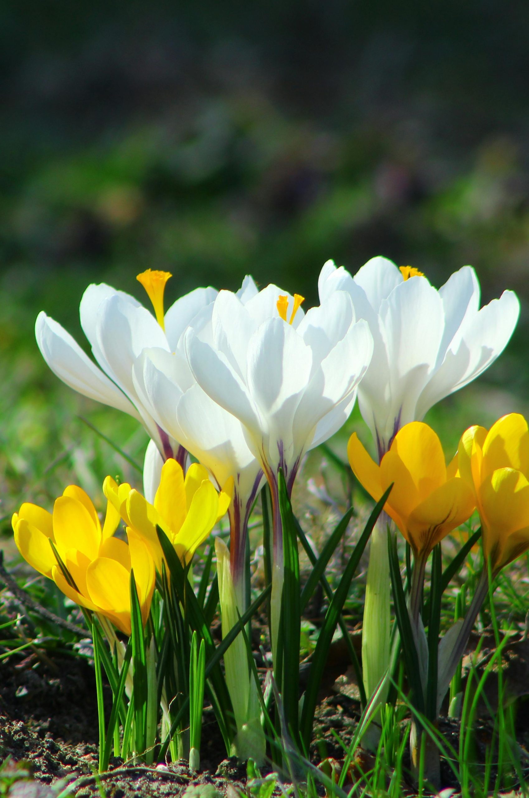 hoa nghệ tây crocuses 40