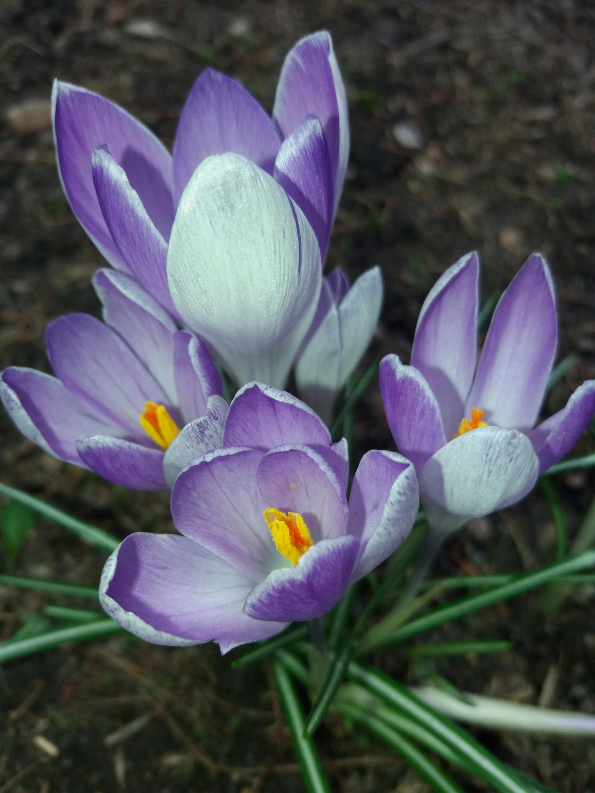 hoa nghệ tây tím crocuses