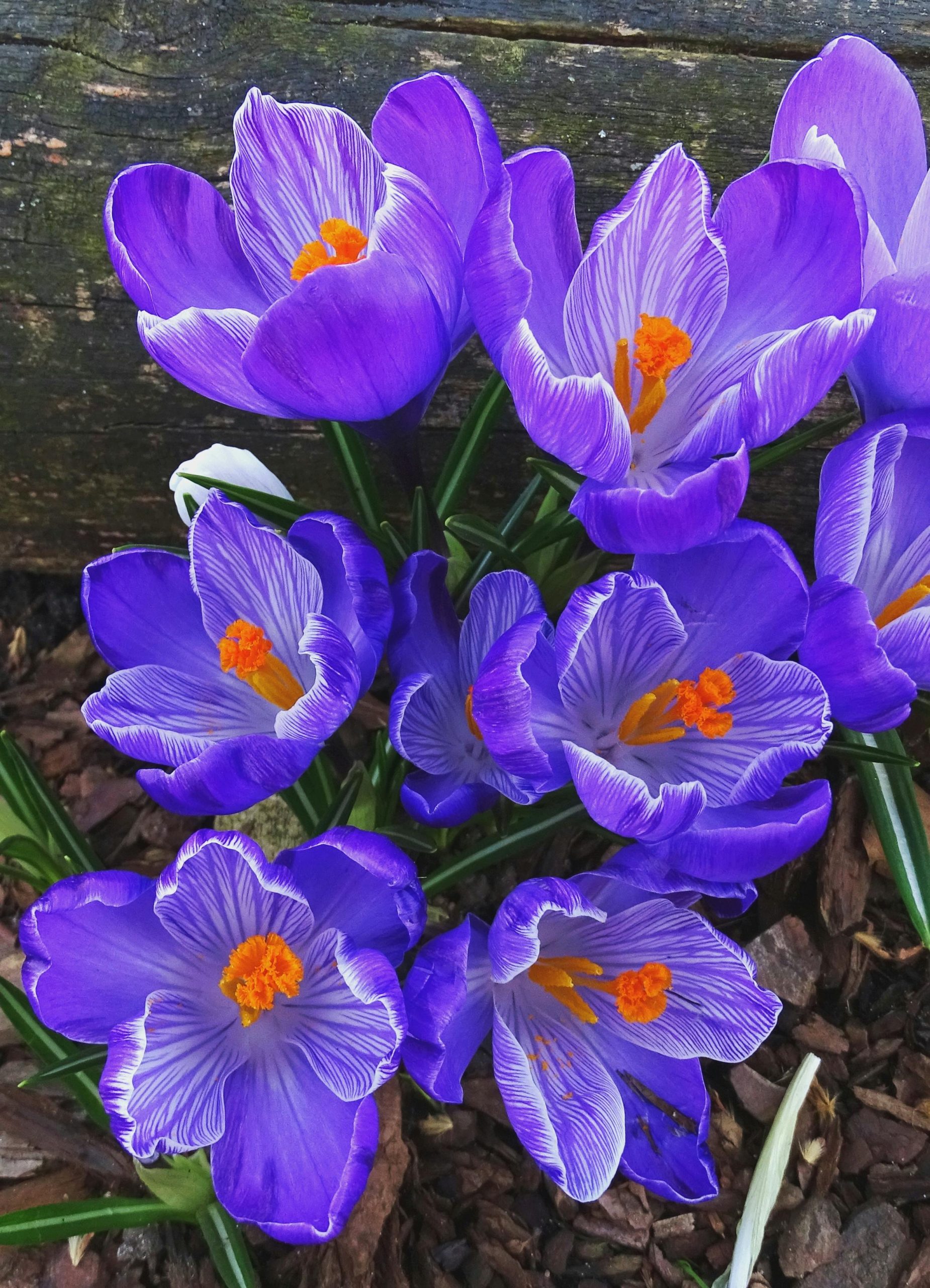 hoa nghệ tây crocuses 41