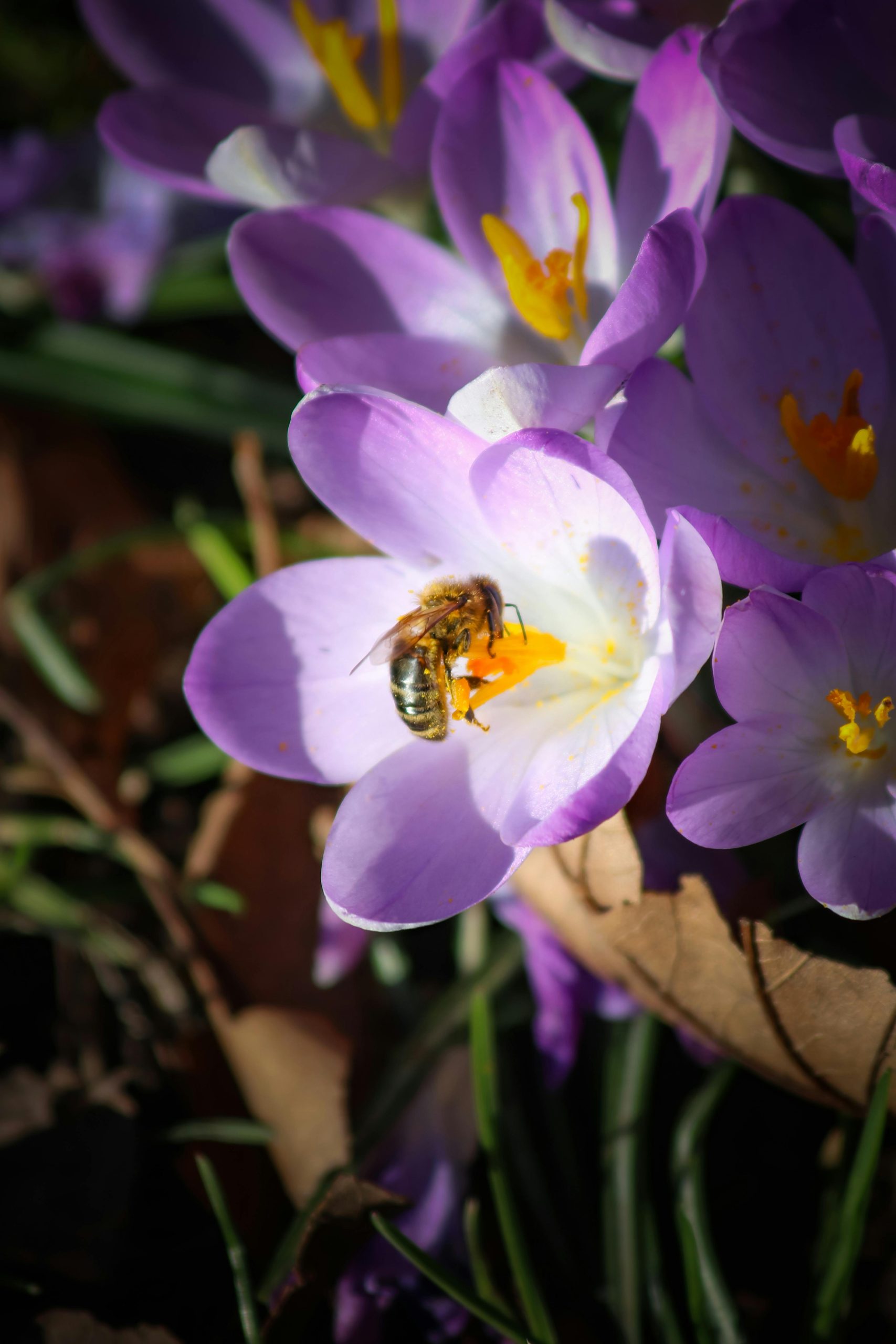 hoa nghệ tây crocuses 42